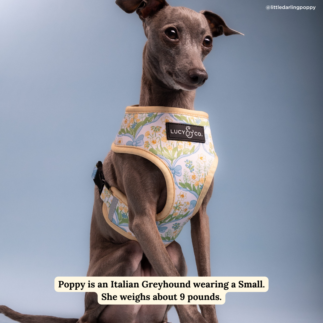 Lucy & Co Sunshine and Daffodils Reversible Harness