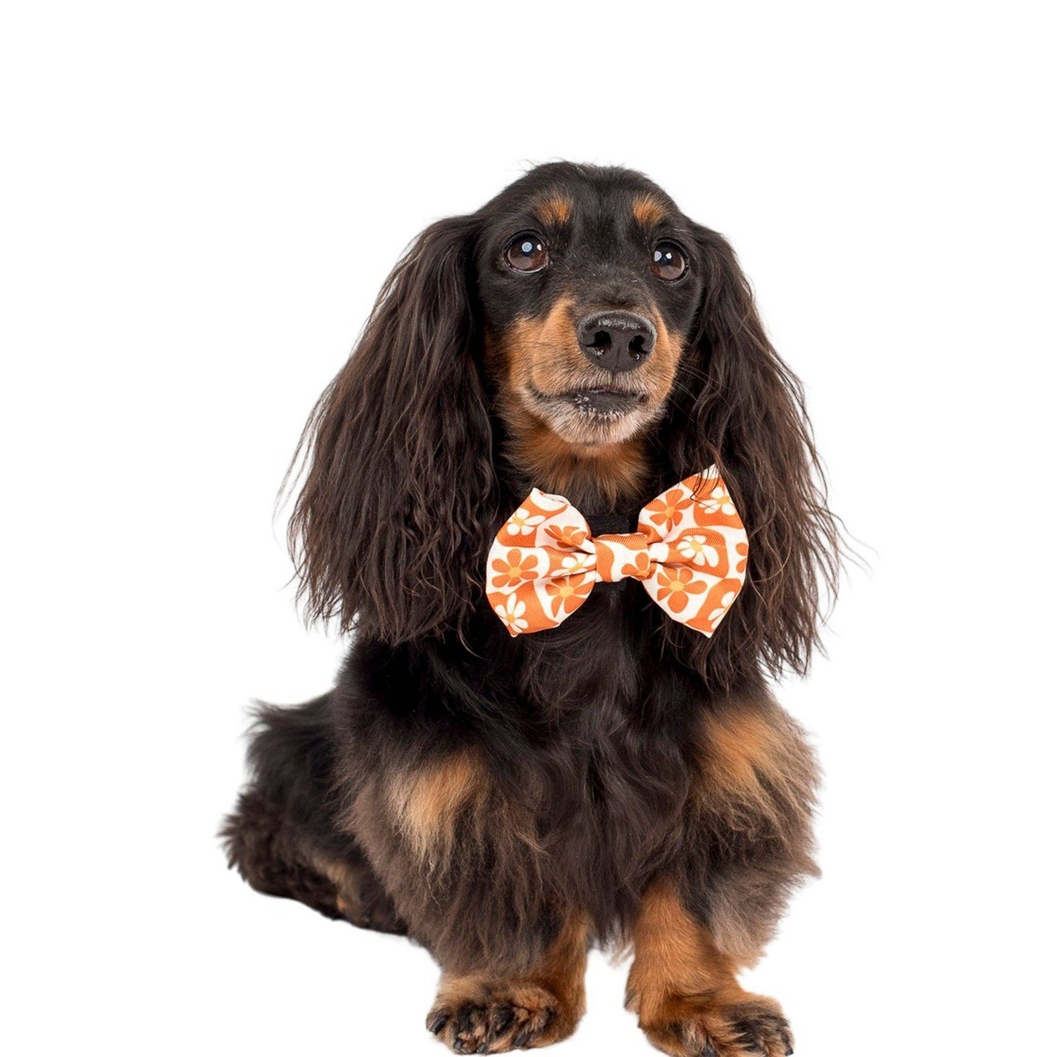 Pablo & Co Retro Dazie Dog Bow Tie