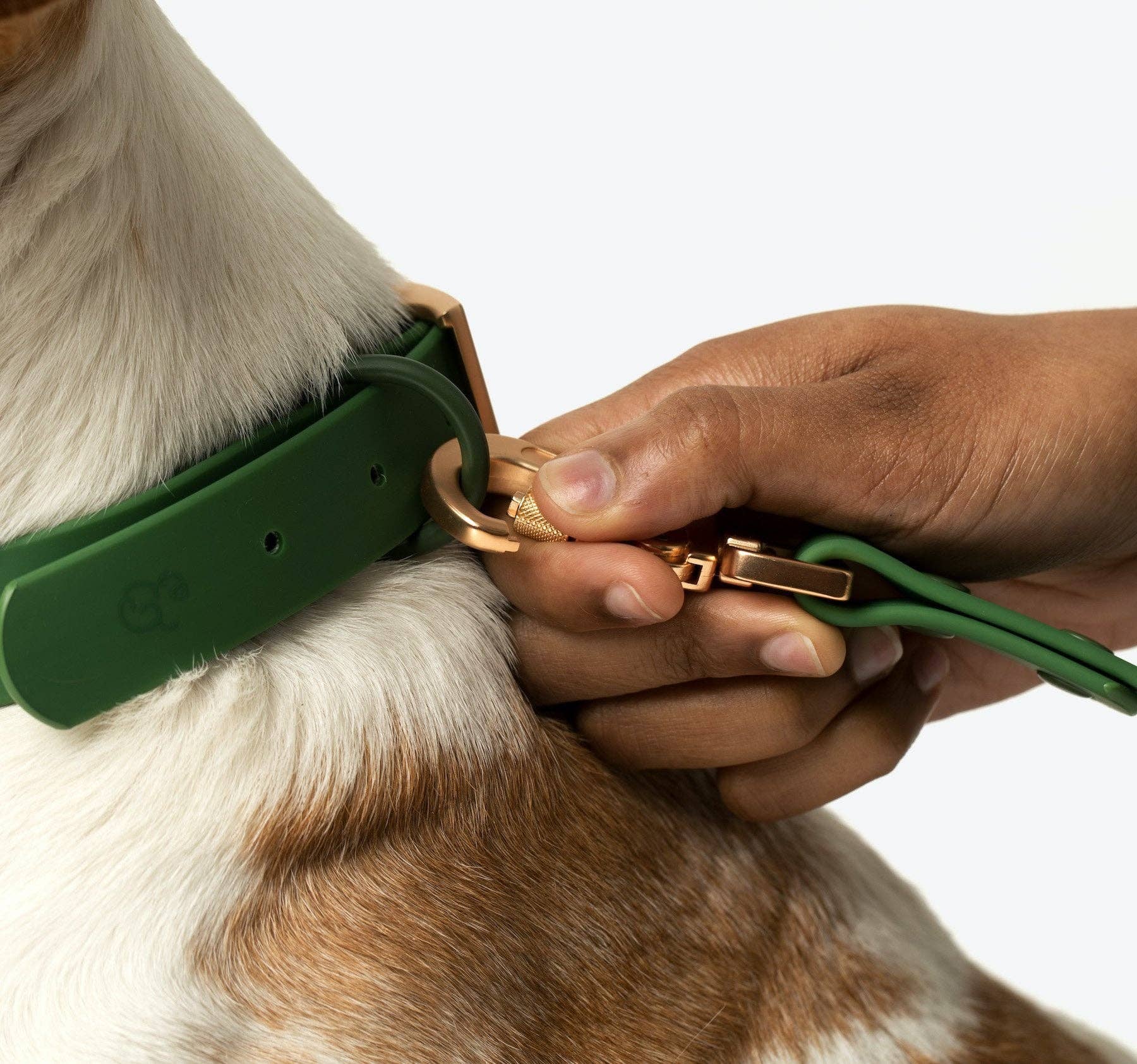 Lucy & Co. Pine Everyday Leash