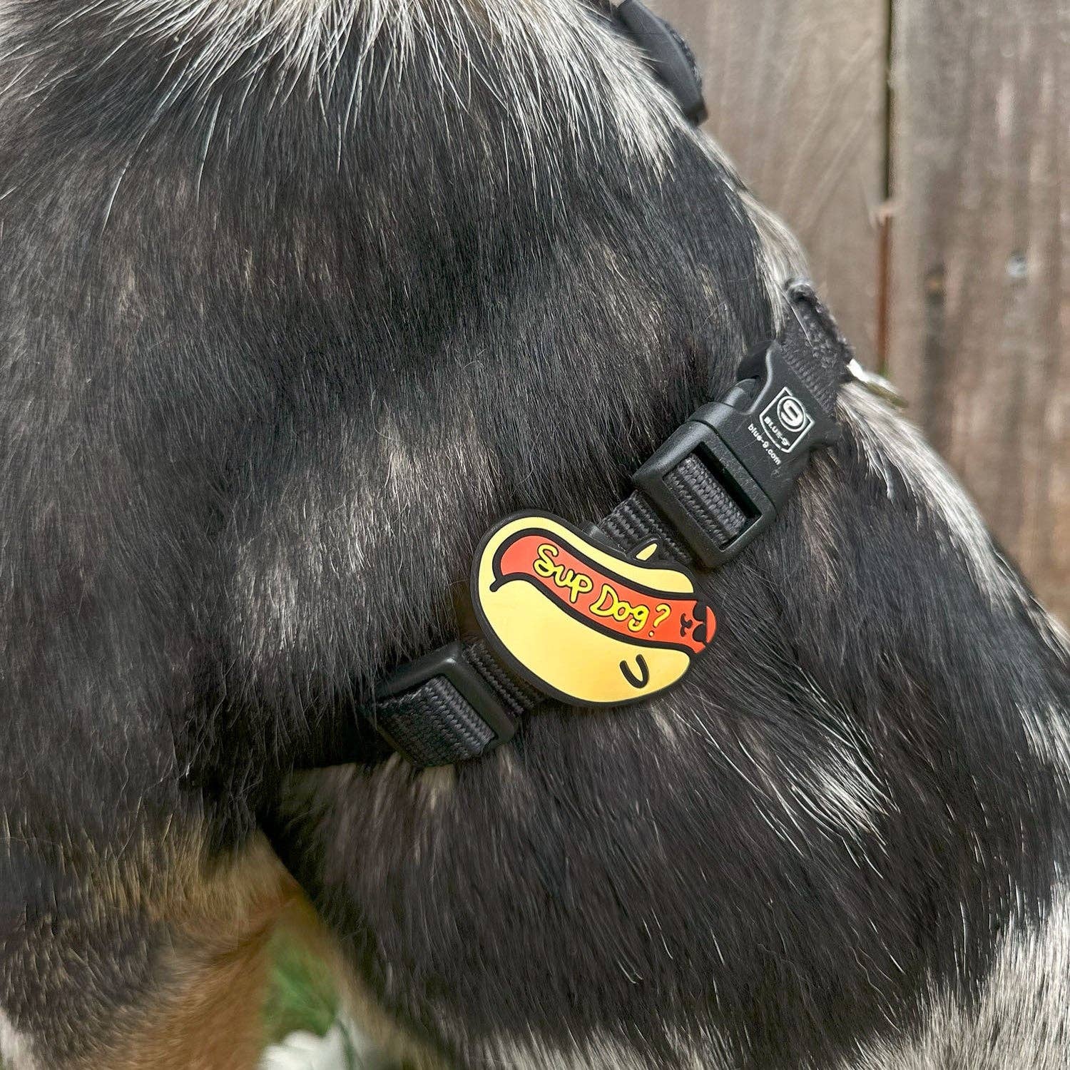 Jiby Sup Dog