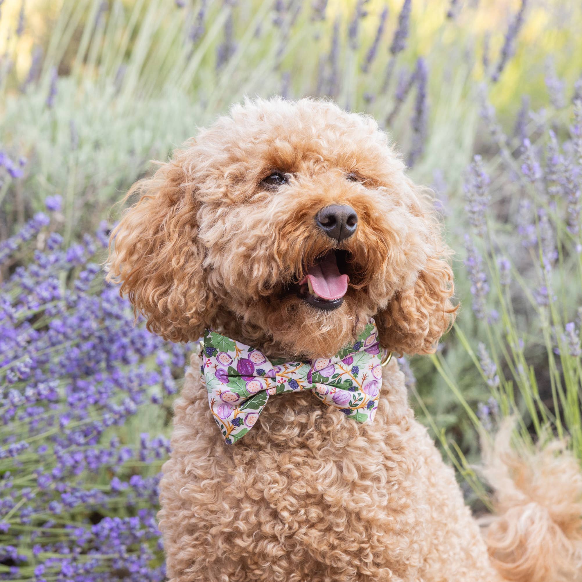 The Foggy Dog Figs and Berries Fall Dog Bow Tie