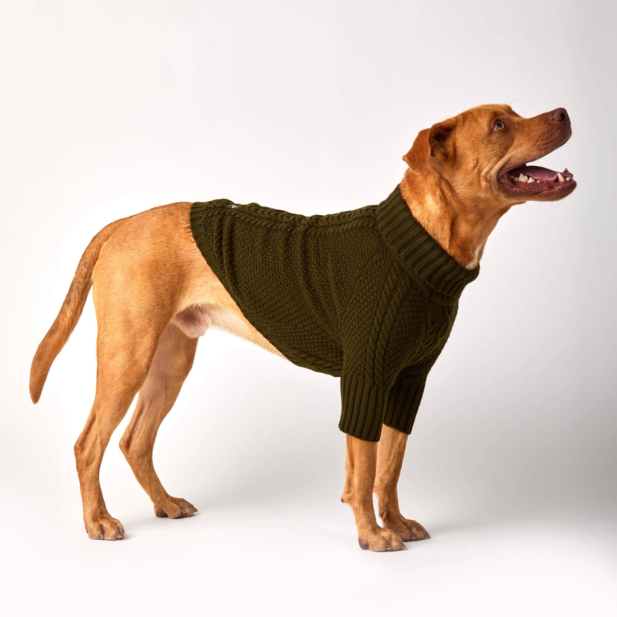 The Foggy Dog Olive Cable Knit Dog Sweater