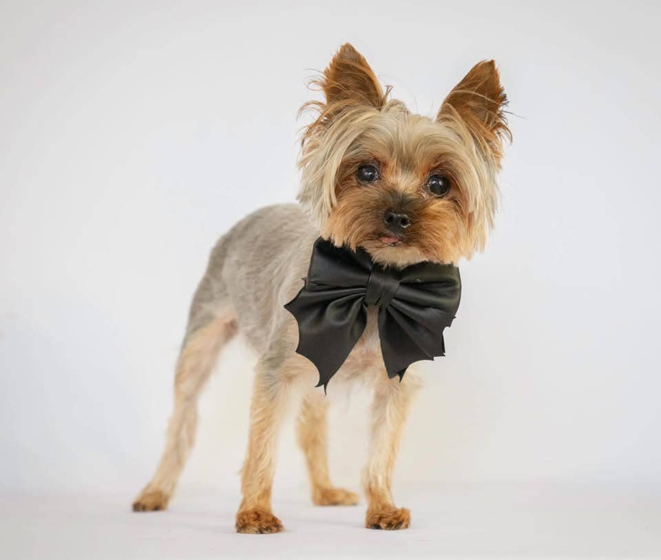 Doggish Bat bow Halloween dog sailor bow tie pet accessory