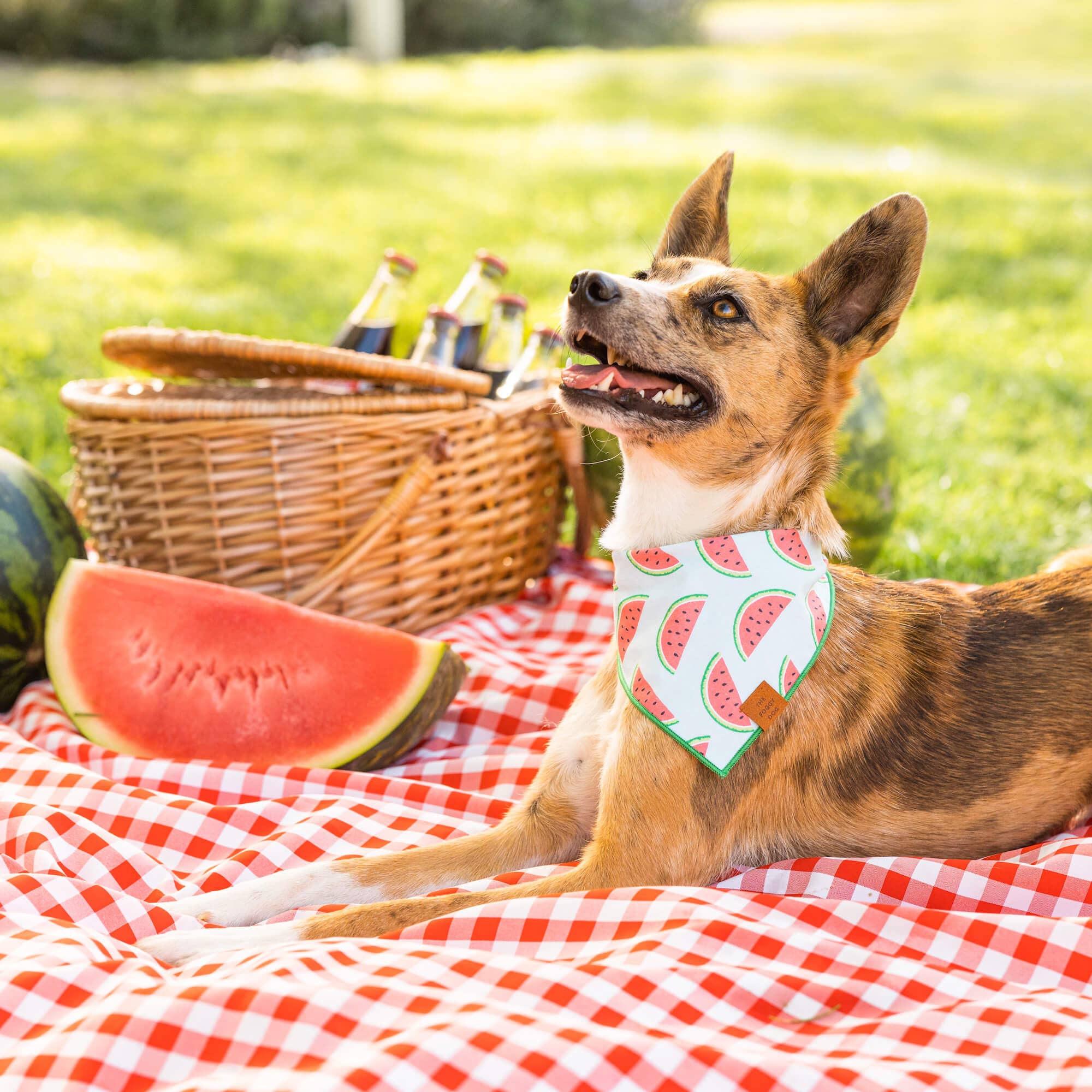 The Foggy Dog One in a Melon Summer Dog Bandana
