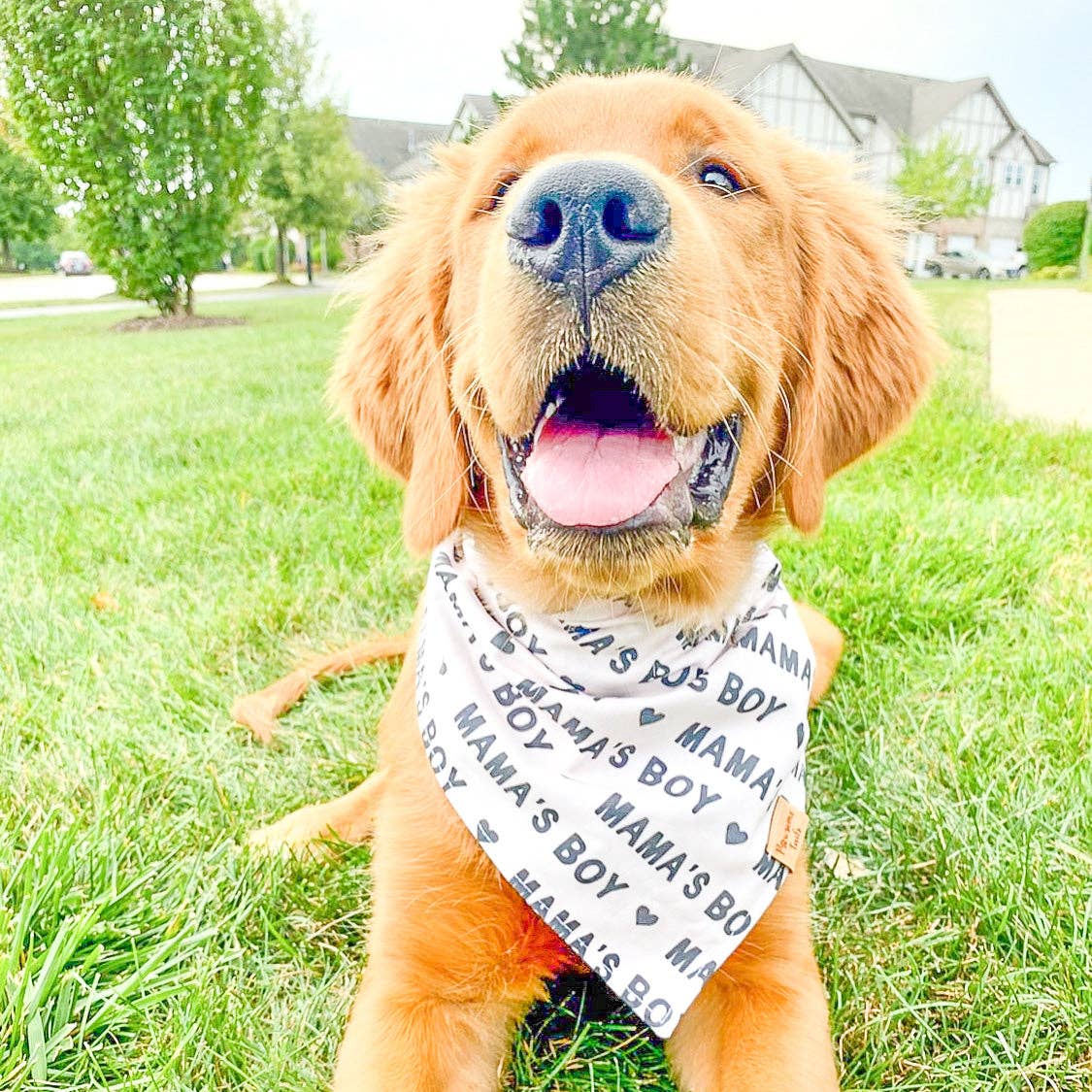 Mama's Boy Bandana