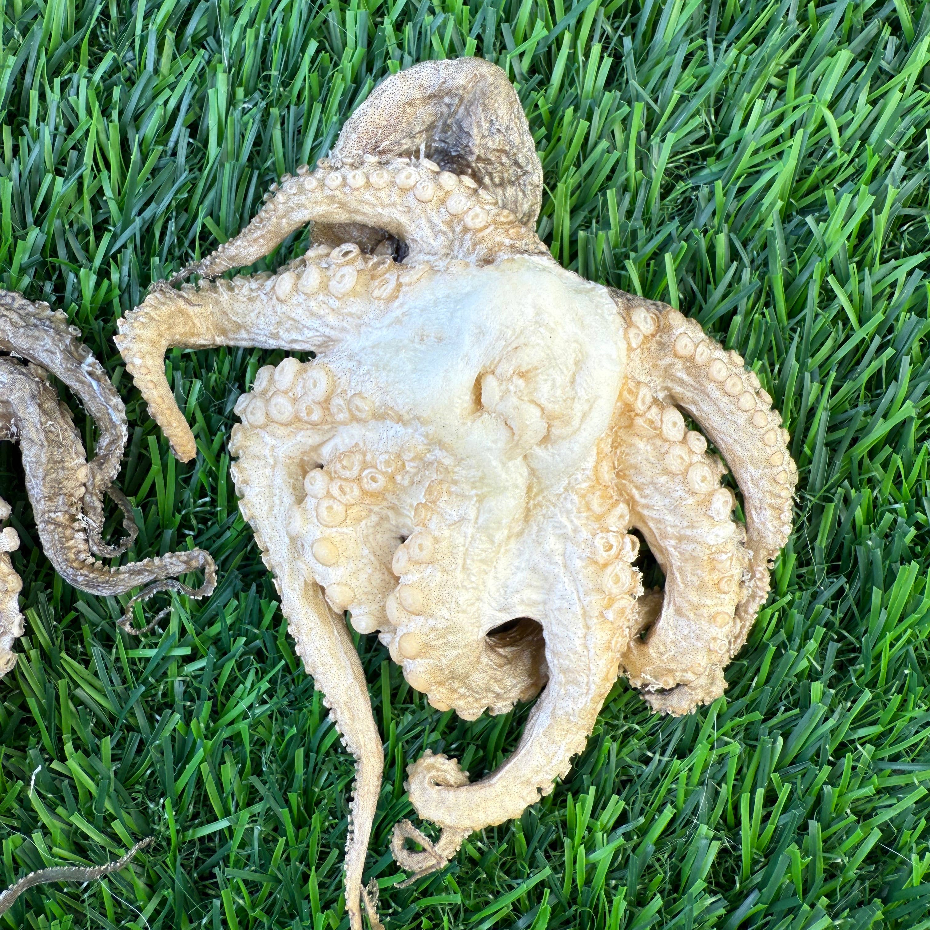 Golden Nibbles Baby Octopus - Bag of 5