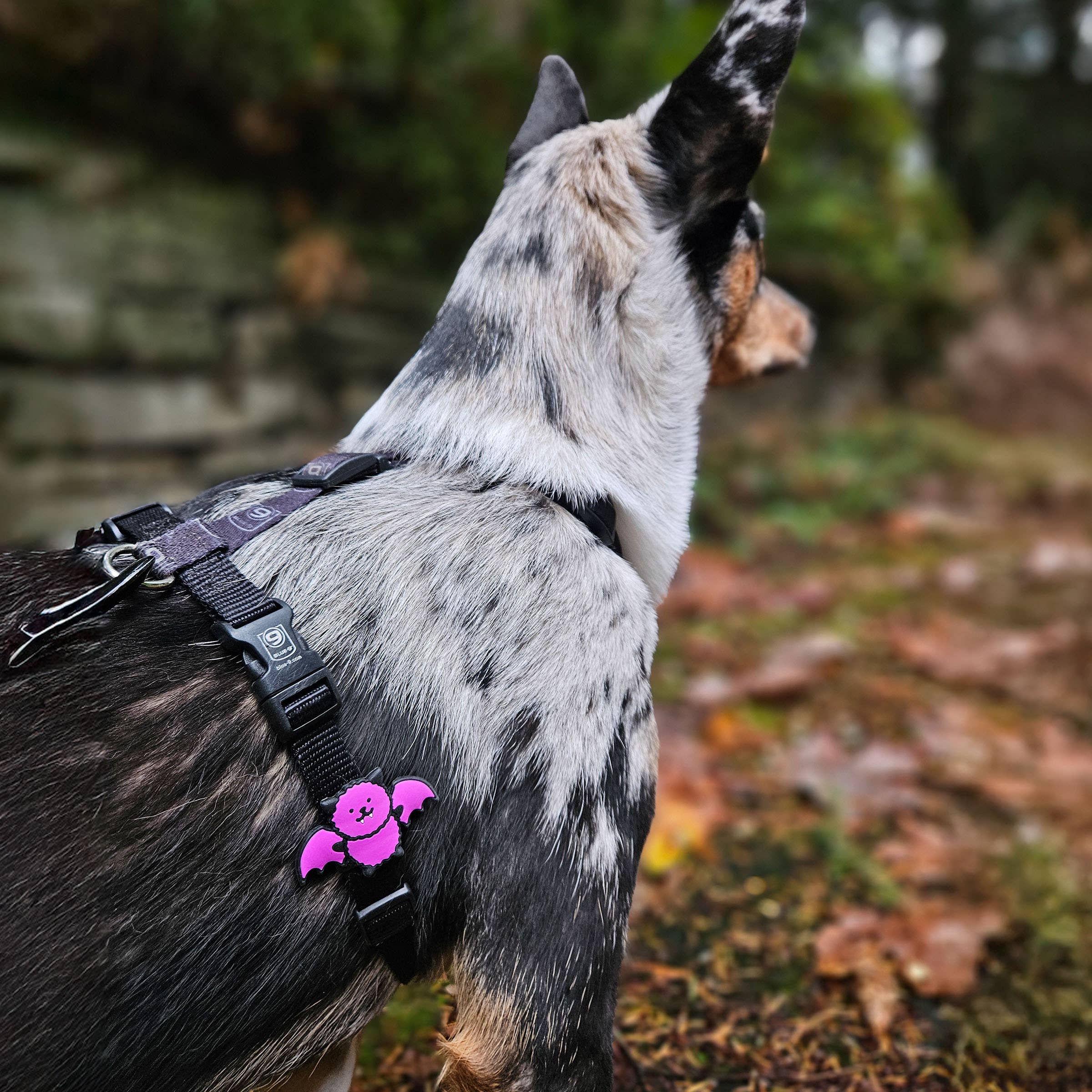 Bat Dog Jiby