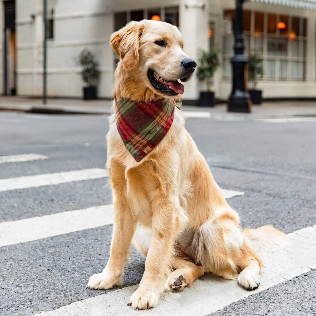 Foggy Dog Orchard Plaid Flannel Dog Bandana
