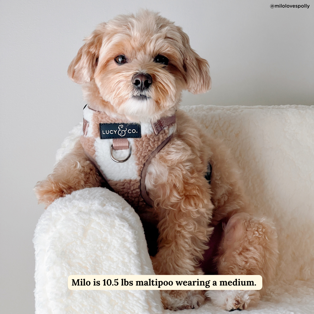 Lucy & Co. Checkers No-Pull Harness