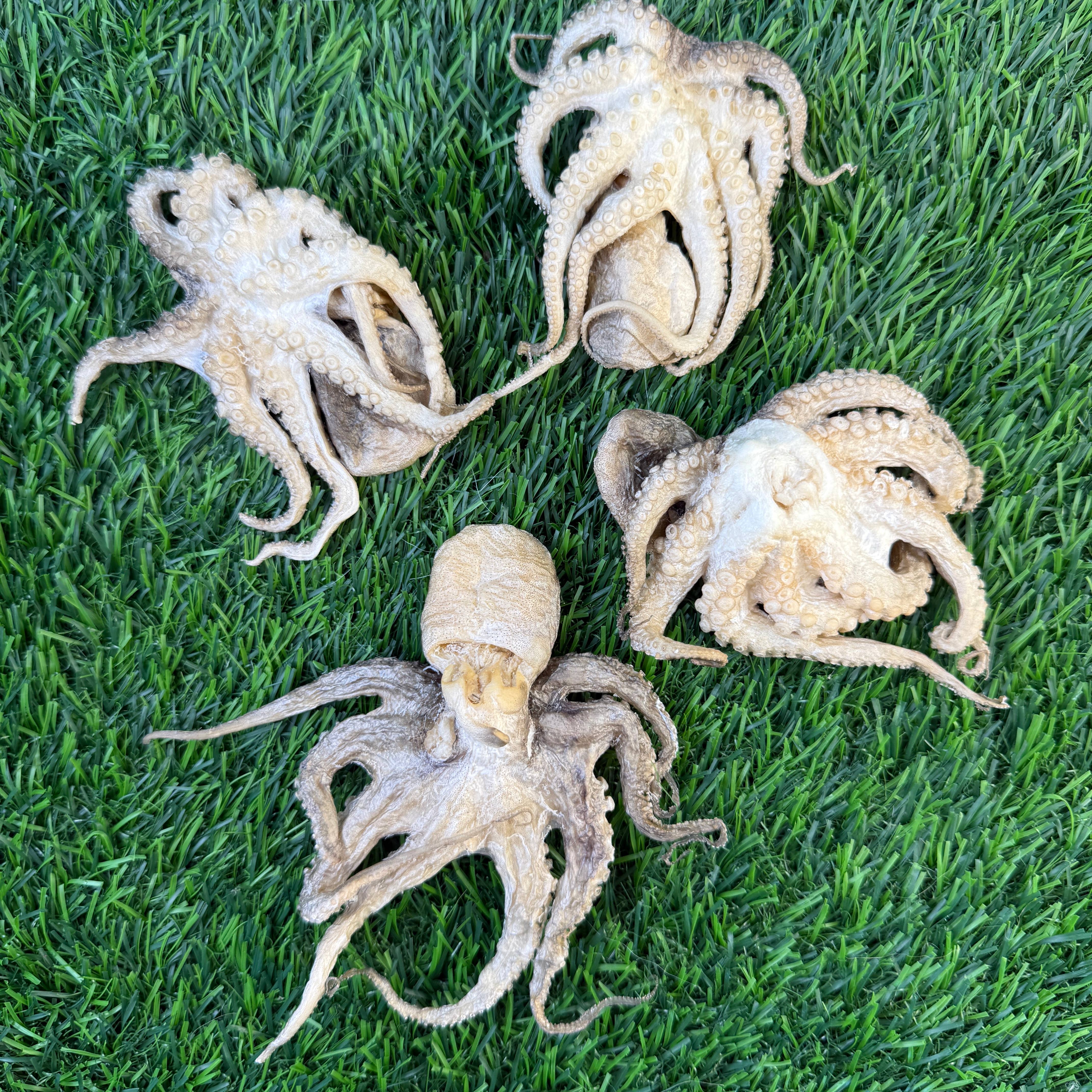 Golden Nibbles Baby Octopus - Bag of 5