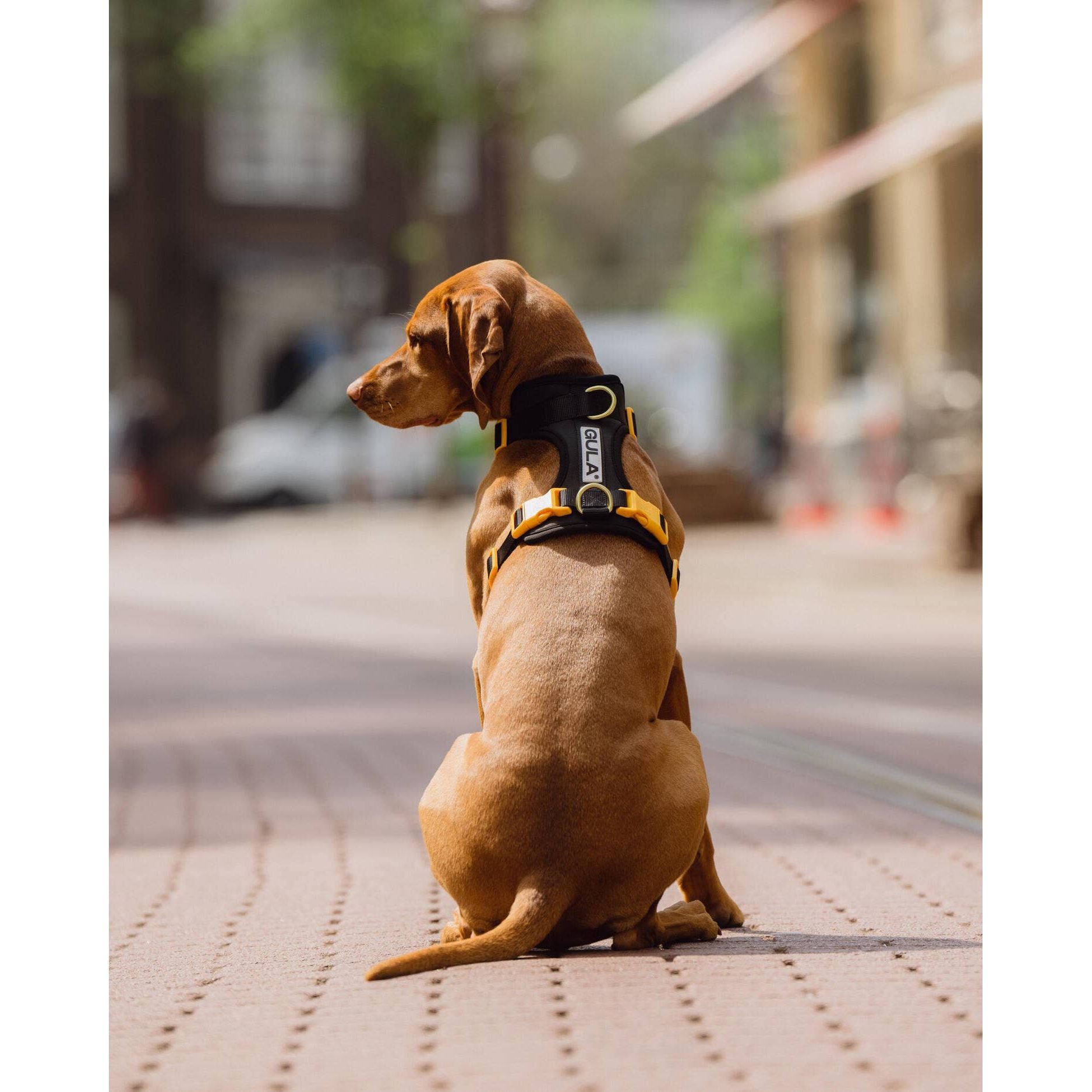 Gula Dog Harness - Black & Yellow