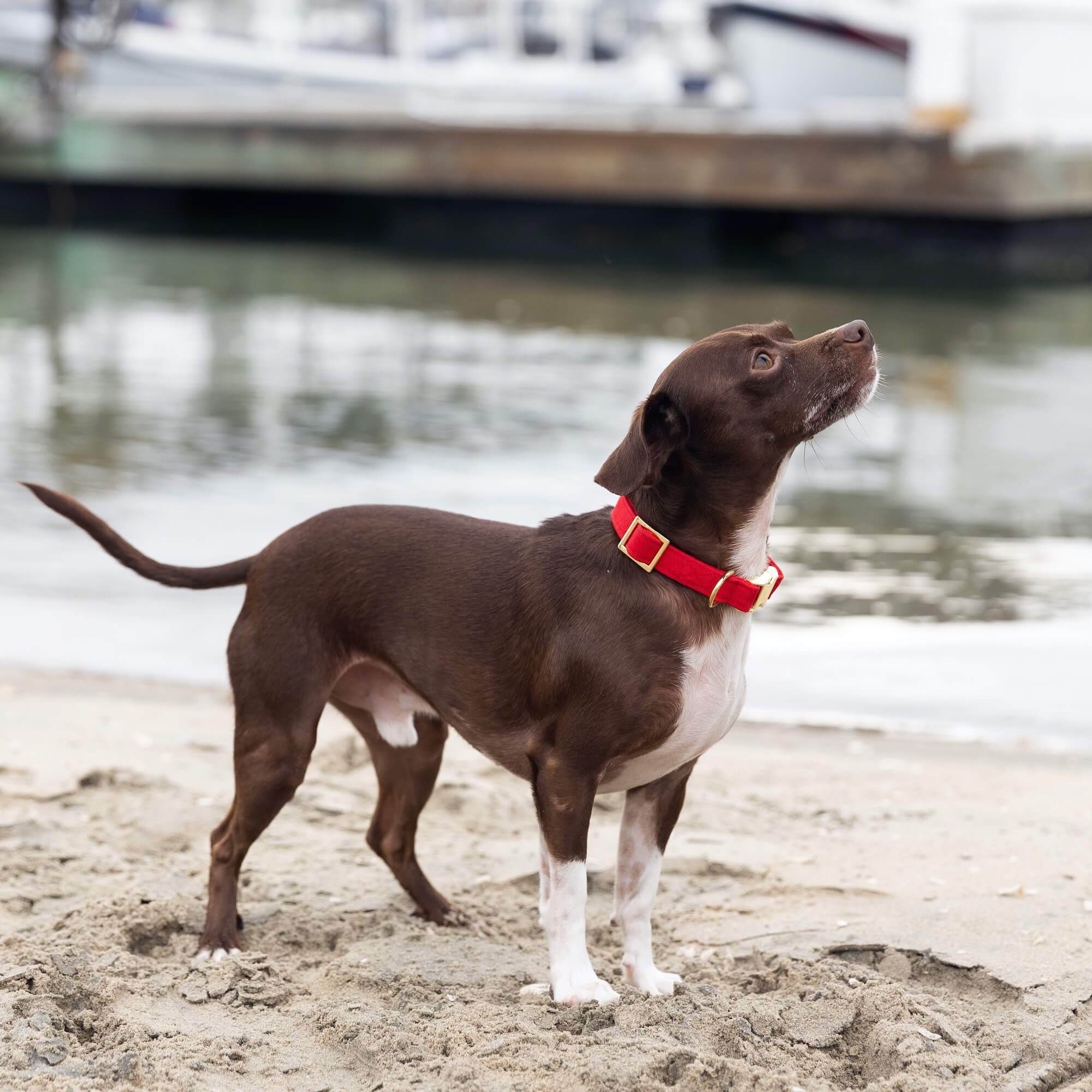 The Foggy Dog Ruby Dog Collar