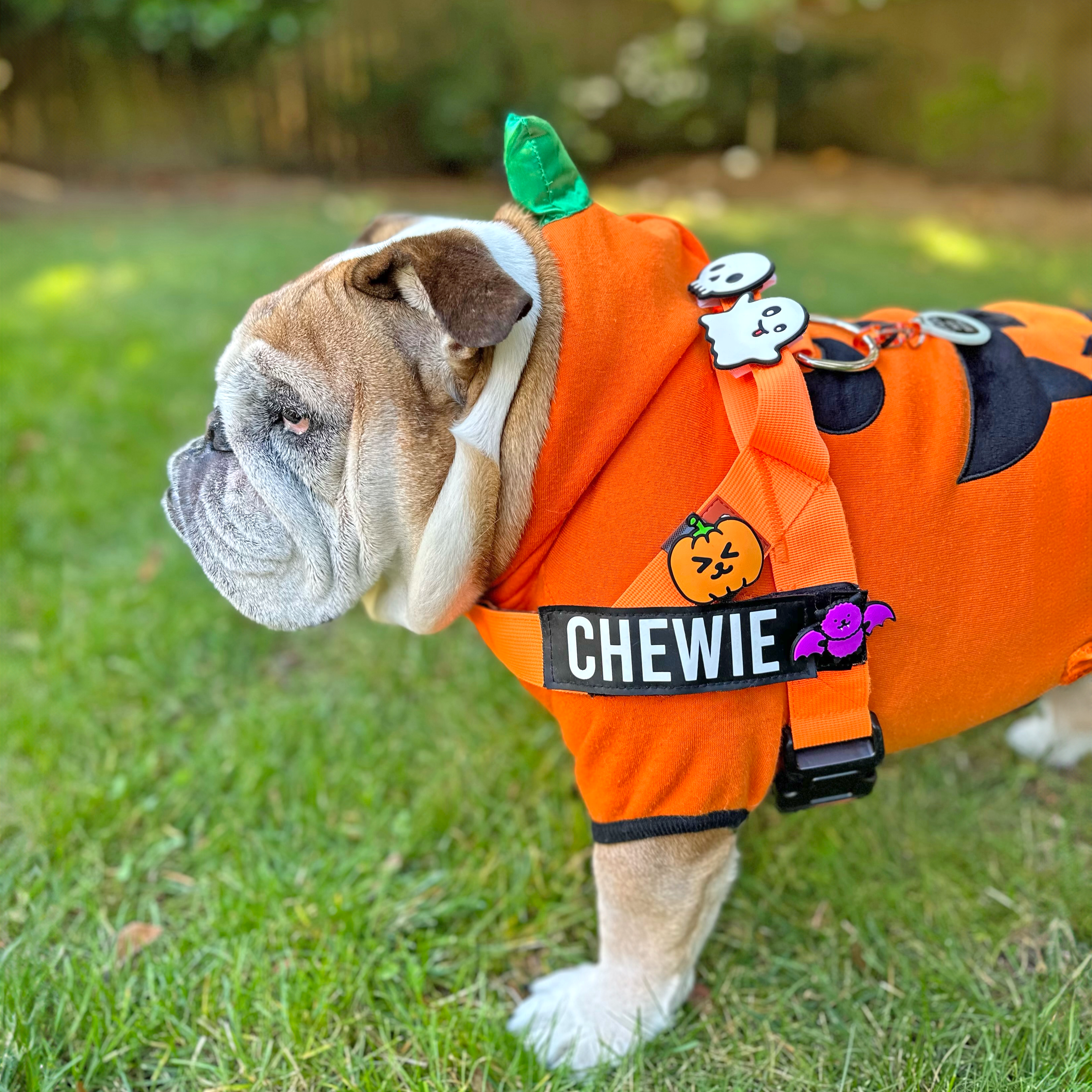 Pumpkin Dog Jiby
