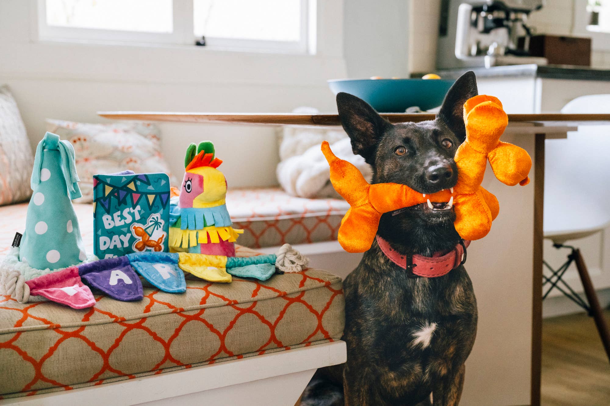 Party Animal - Balloon Buddy