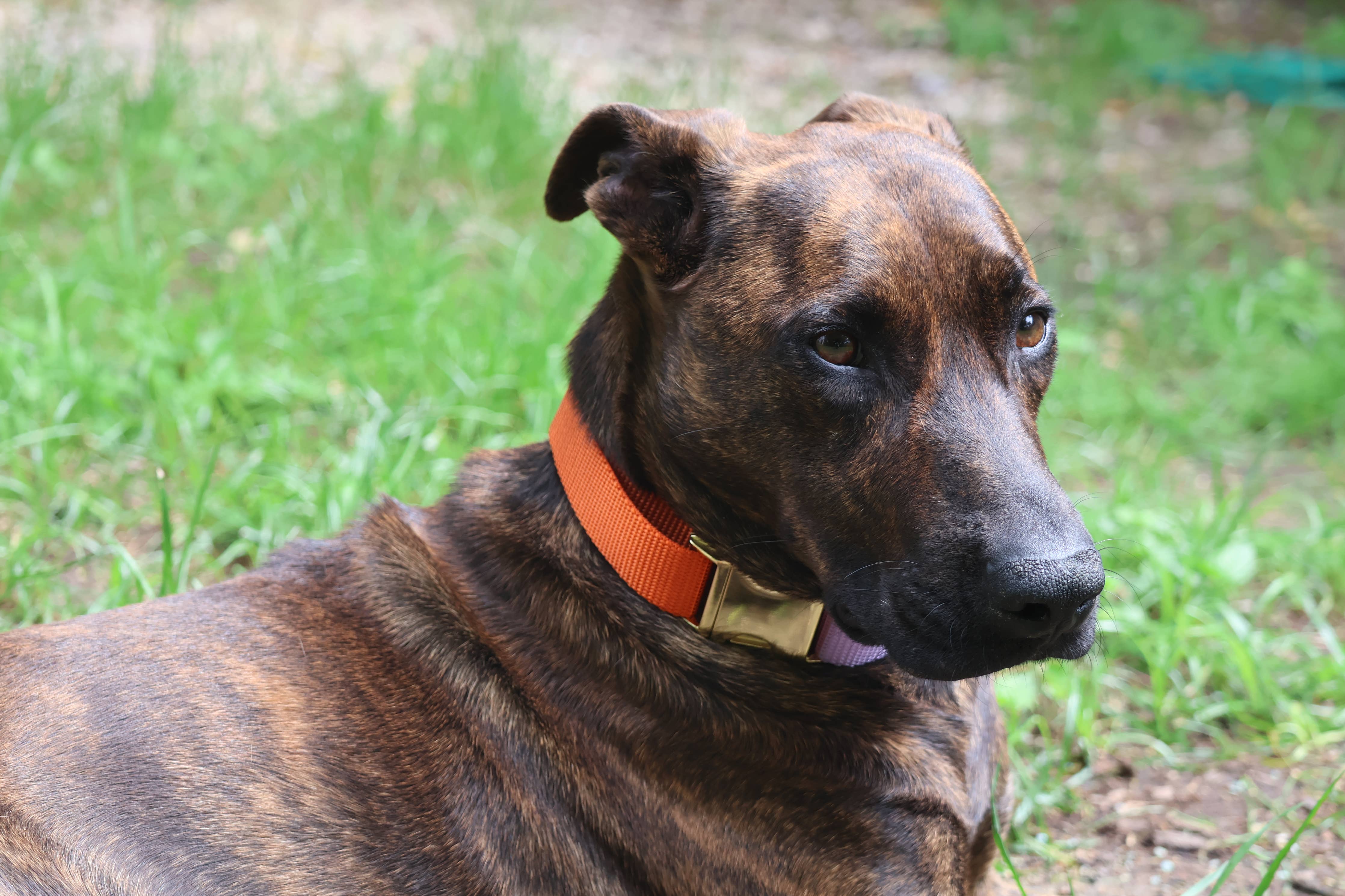 Major Darling Quick-release Martingale Collar / Brass Snap