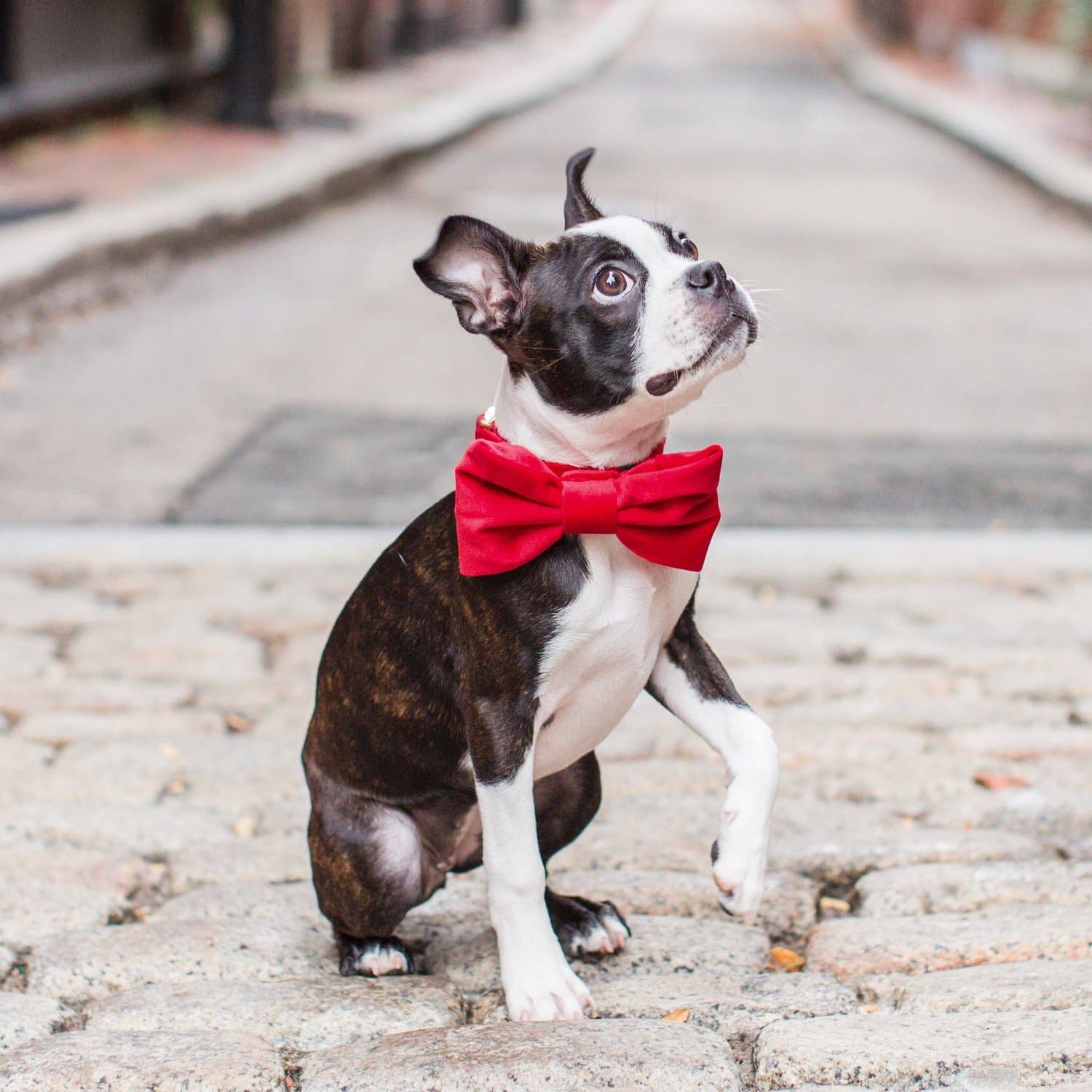 Cranberry Velvet Dog Bow Tie