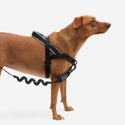 Zee.Dog SofterWalk Harness - Gotham