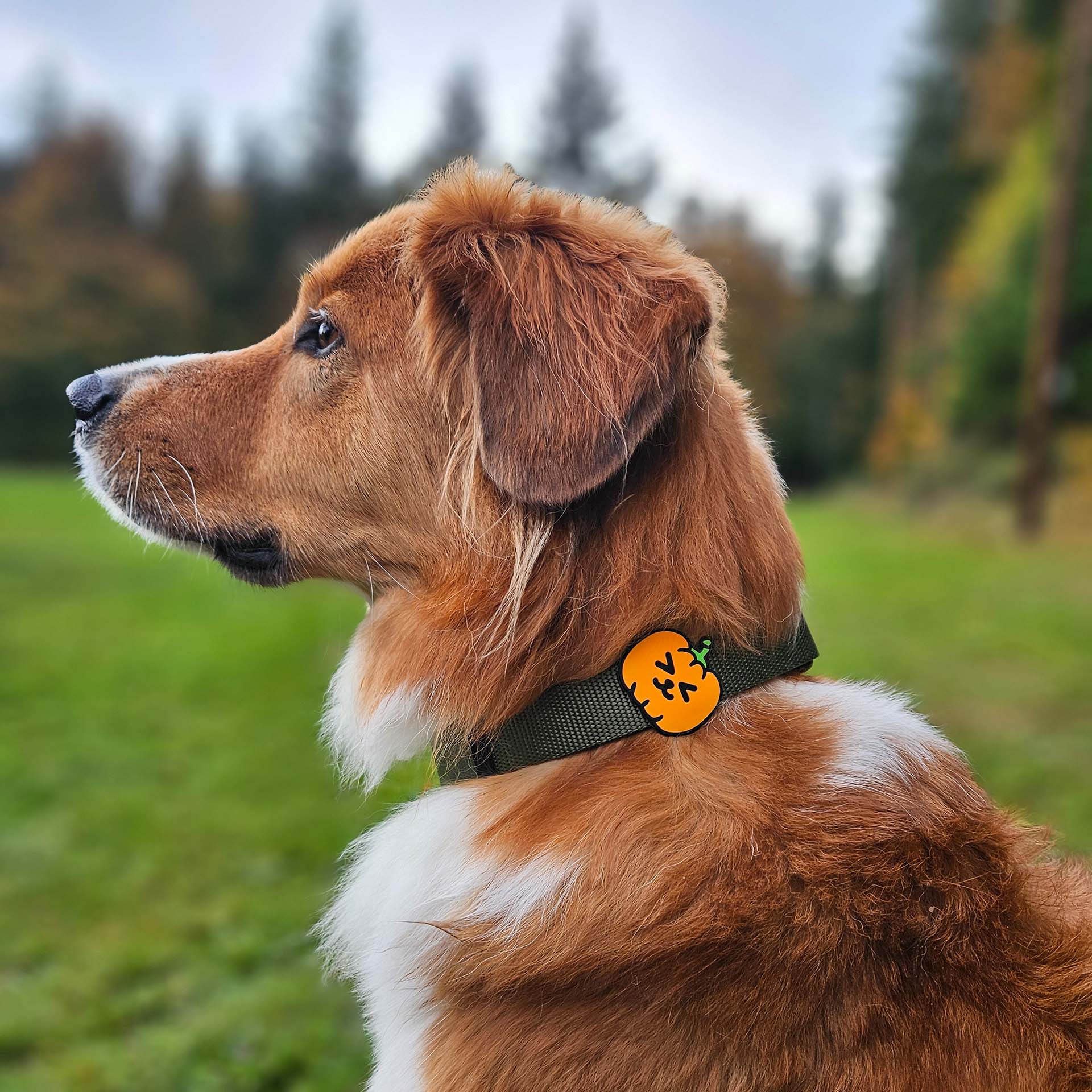 Pumpkin Dog Jiby