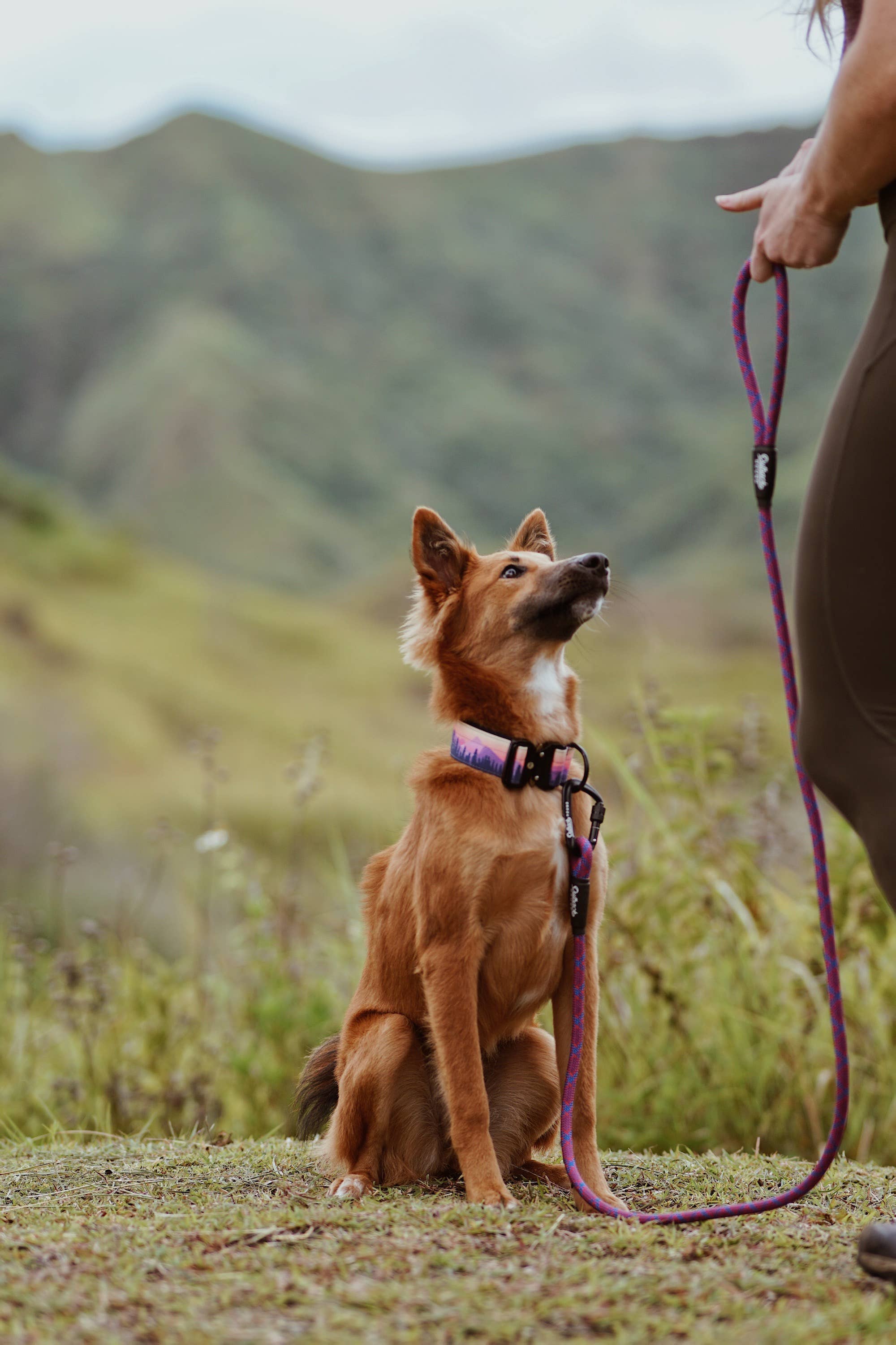 Mountain Sunrise Dog Collar