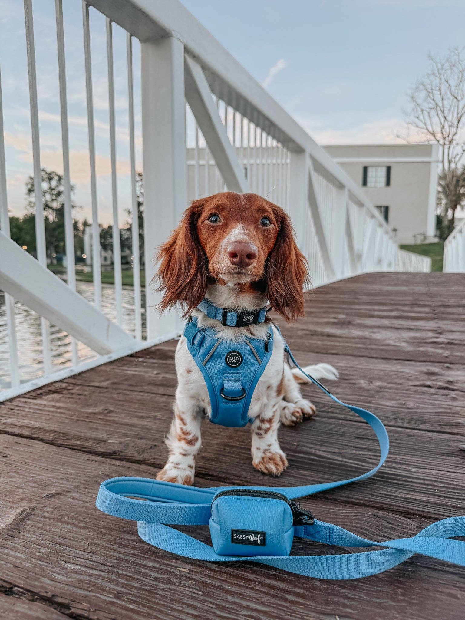 Sassy Woof Dog Collar - Hydrangea