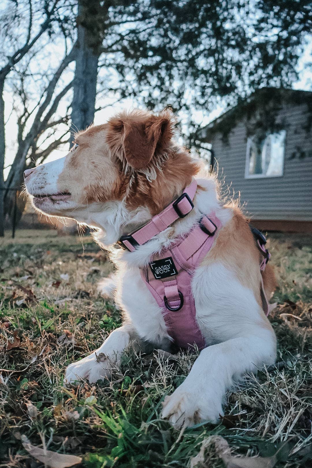Sassy Woof Dog Collar - Dusty Rose