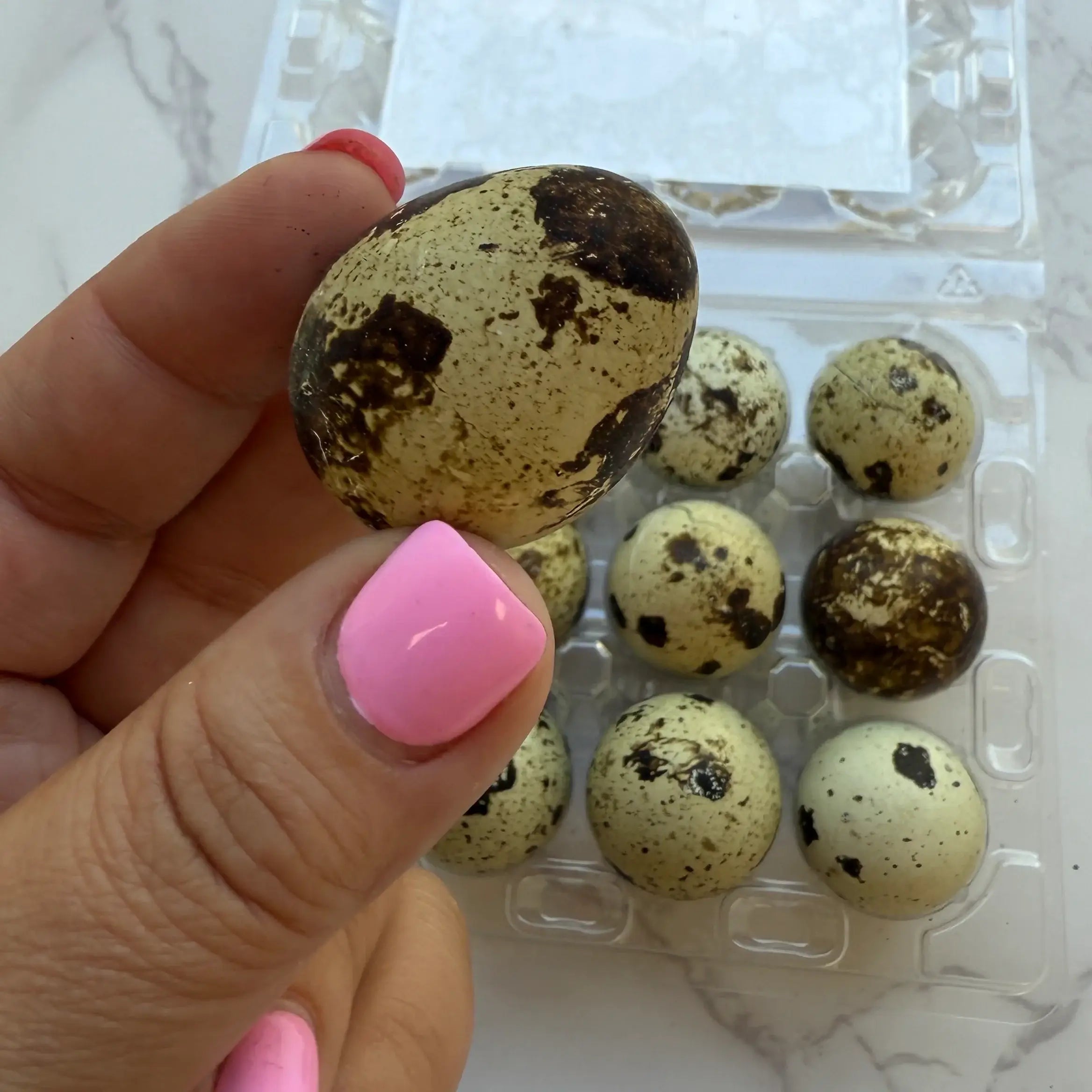 Golden Nibbles Quail Eggs - Dozen Freeze Dried - Dogs & Cat