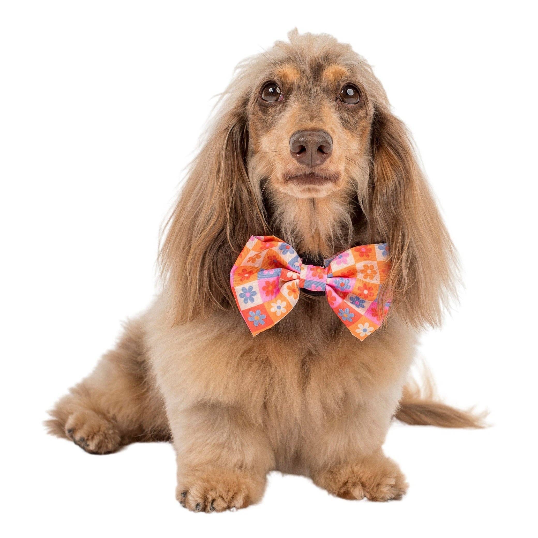 Pablo & Co Daisies For Days: Dog Bow Tie
