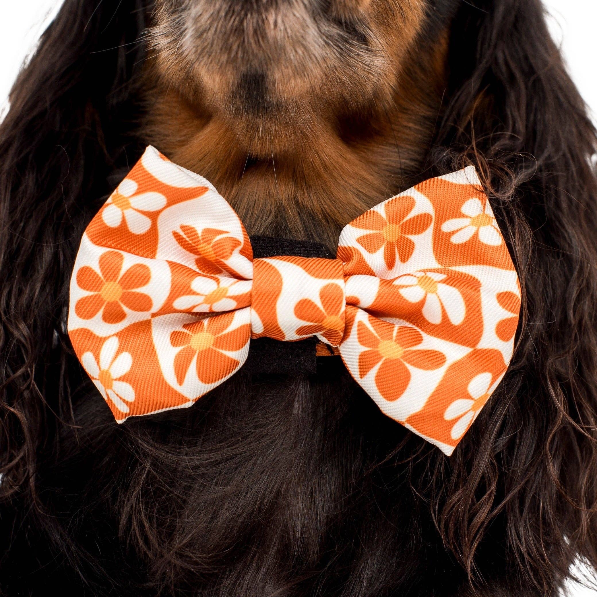 Pablo & Co Retro Dazie Dog Bow Tie
