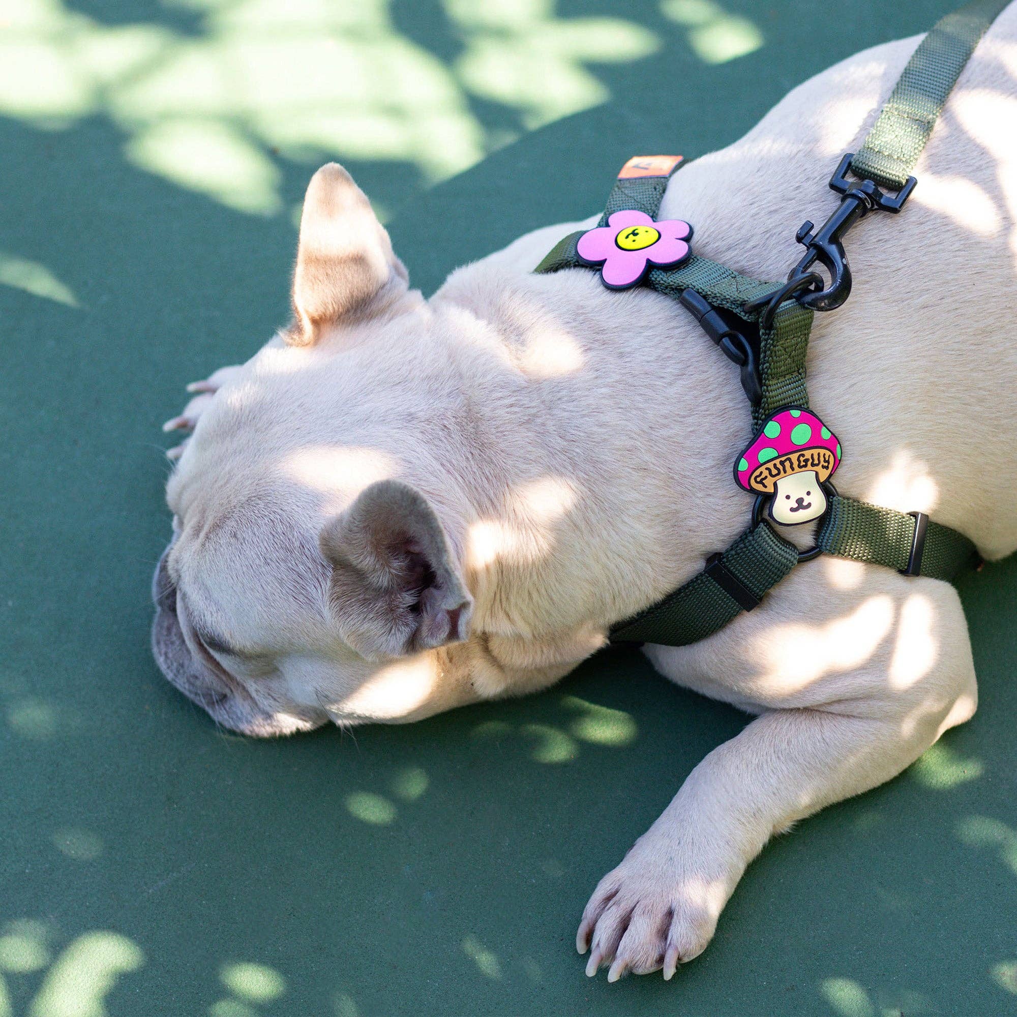 Jiby Daisy