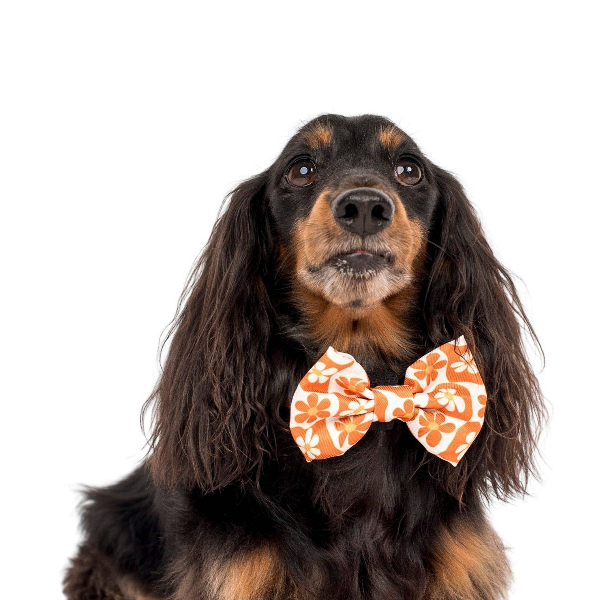 Pablo & Co Retro Dazie Dog Bow Tie