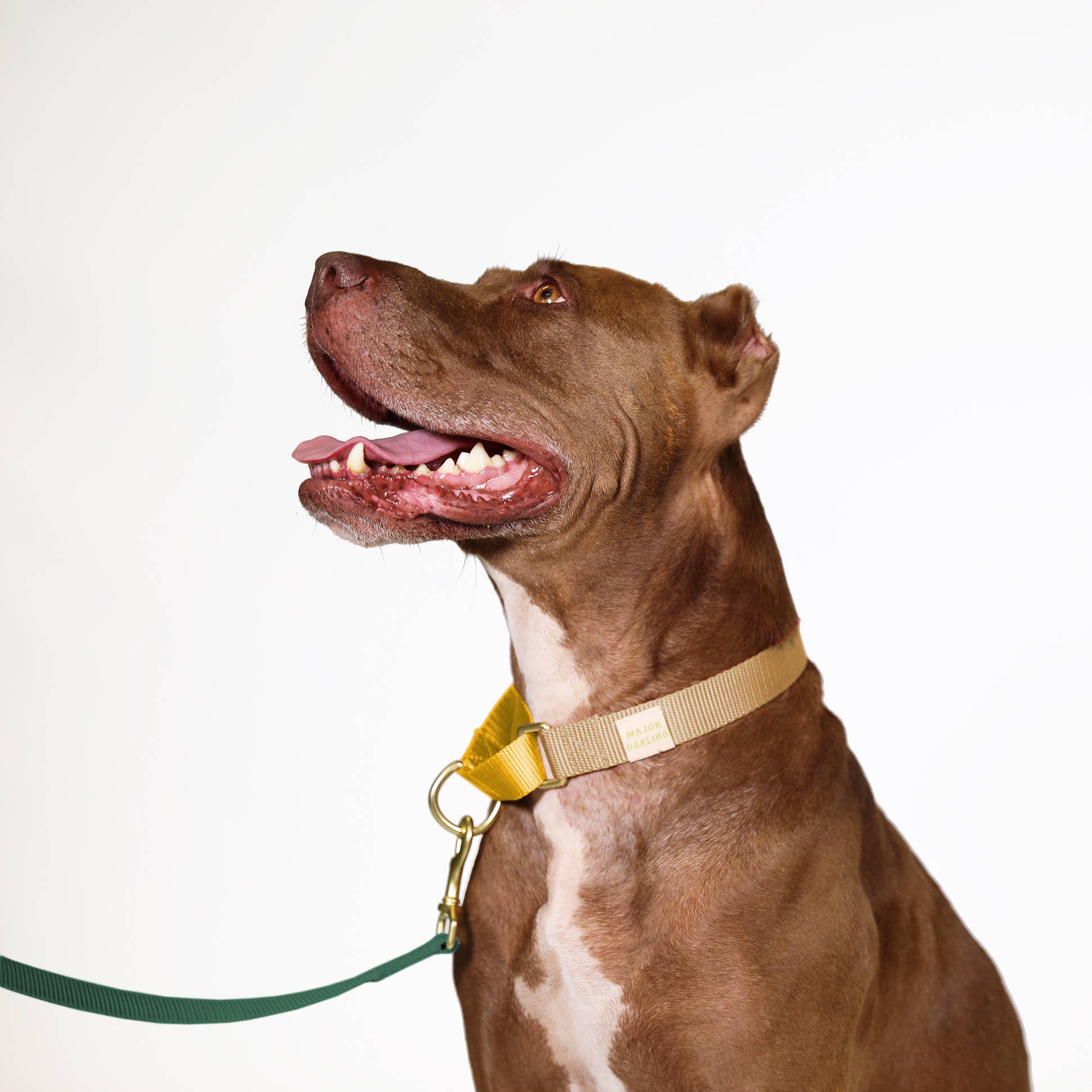 Major Darling Gold with Dandelion Martingale Collar