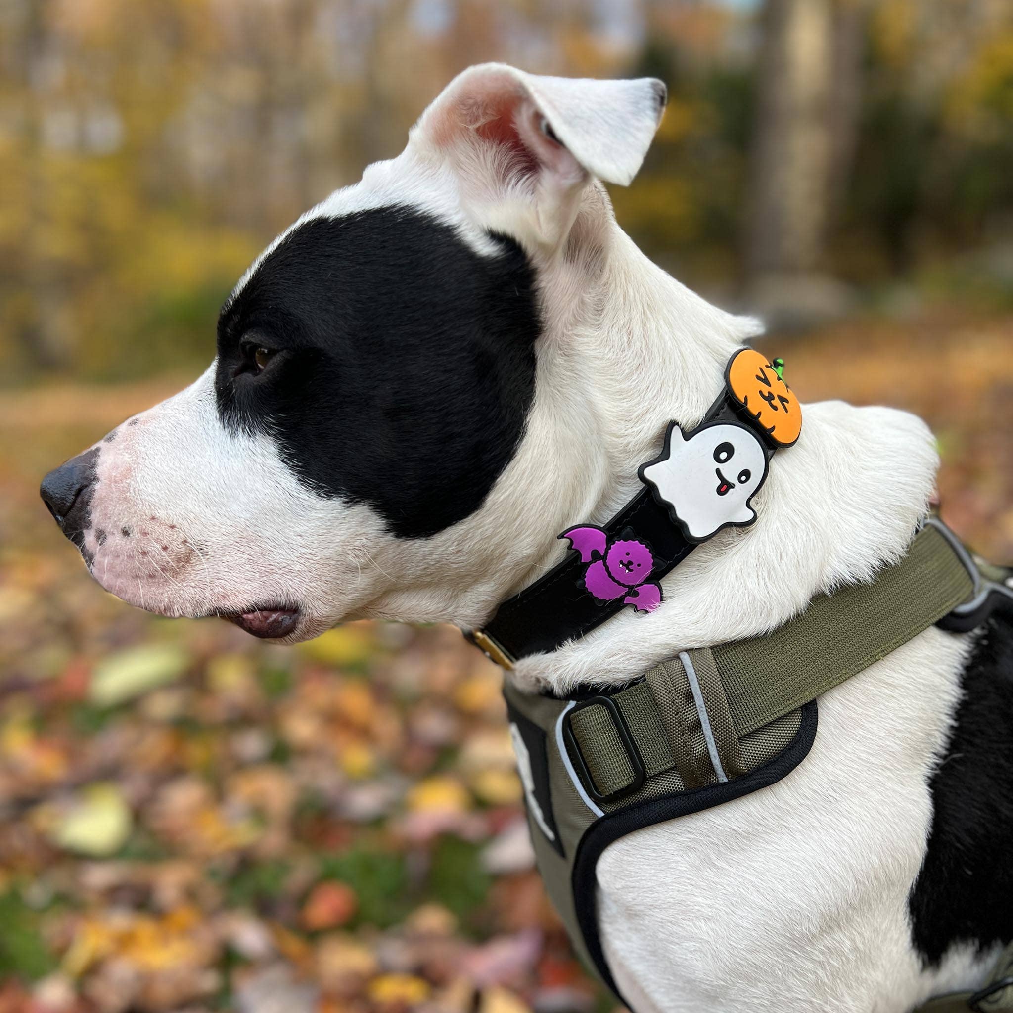 Bat Dog Jiby