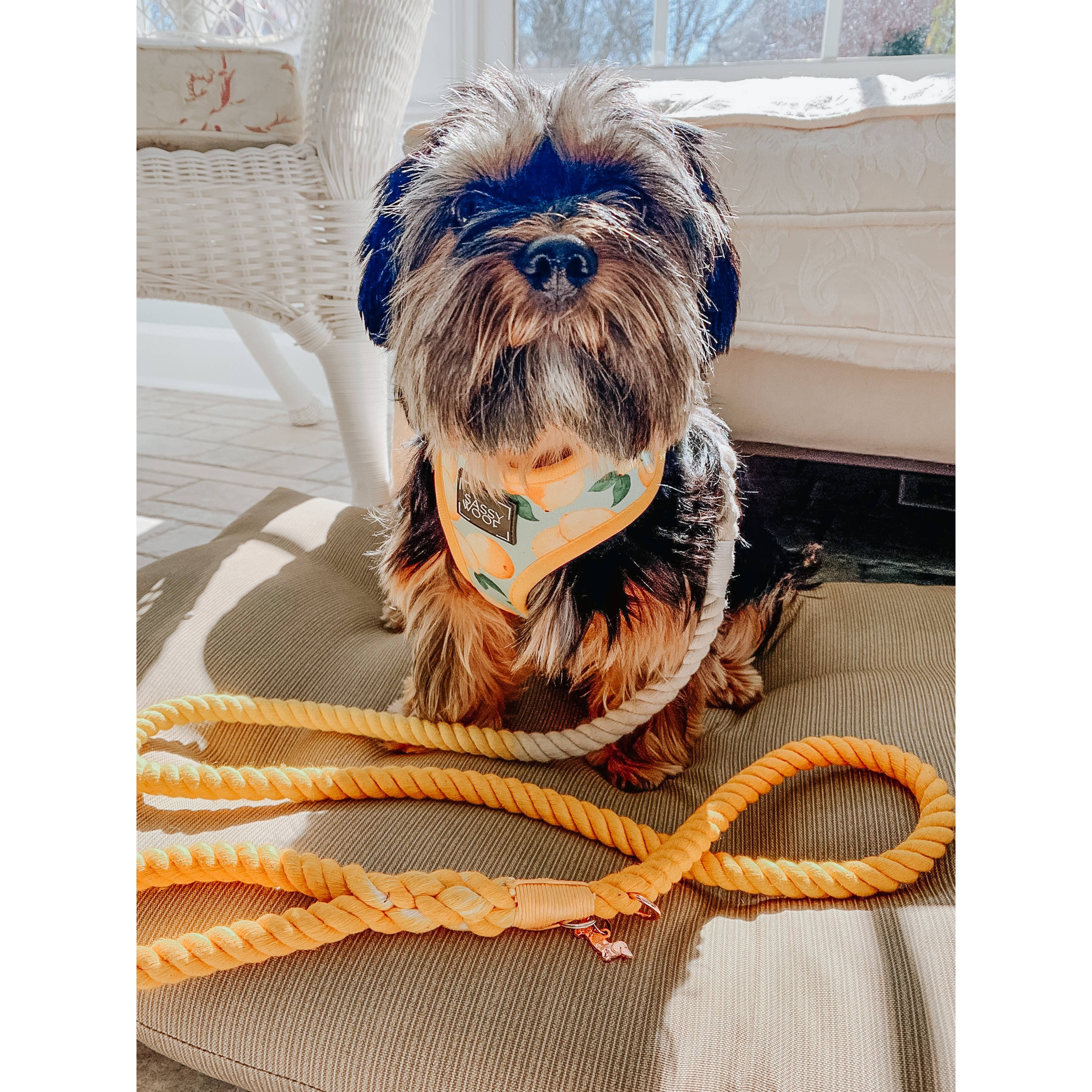 SASSY WOOF Rope Leash - Lemon Drop