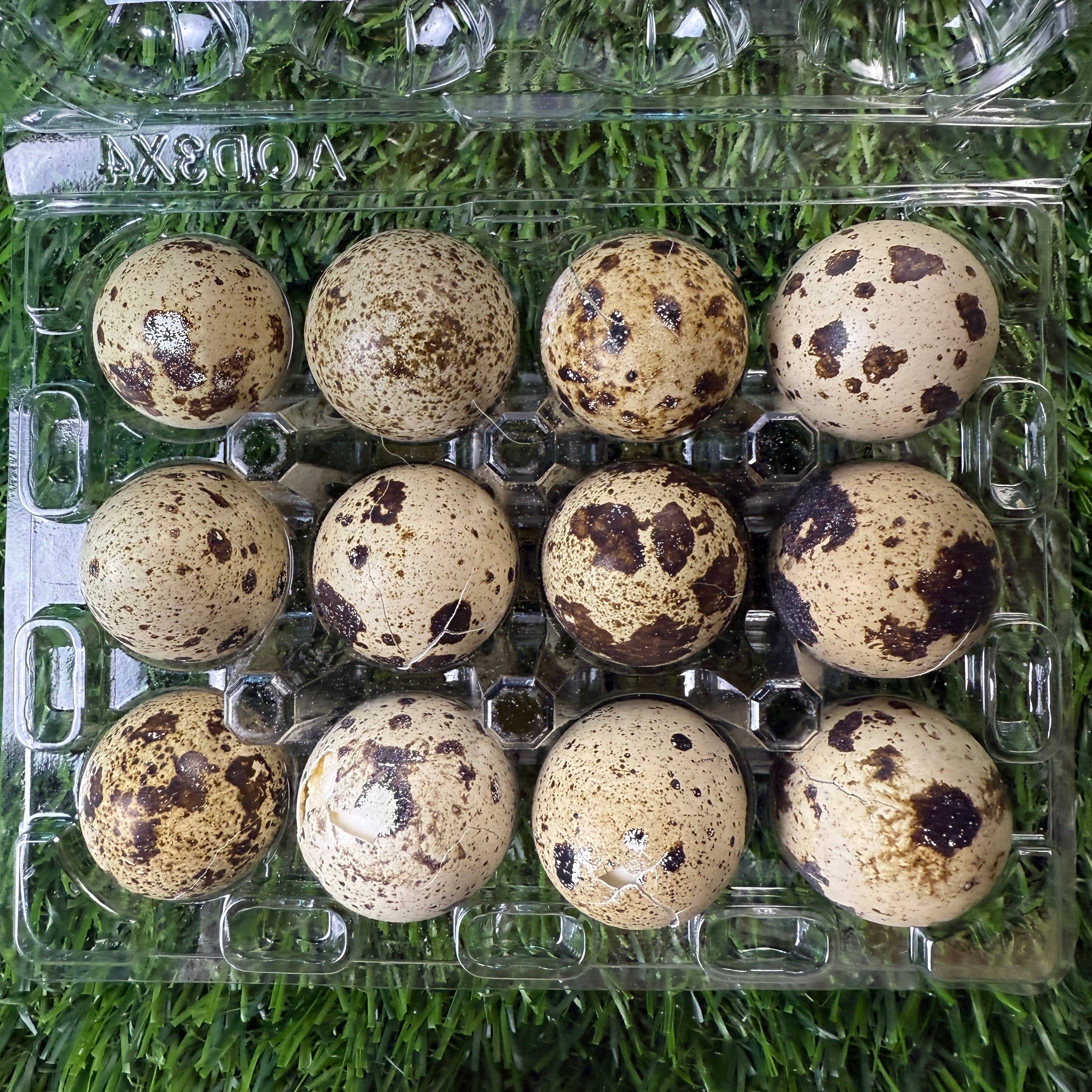 Golden Nibbles Quail Eggs - Dozen Freeze Dried - Dogs & Cat
