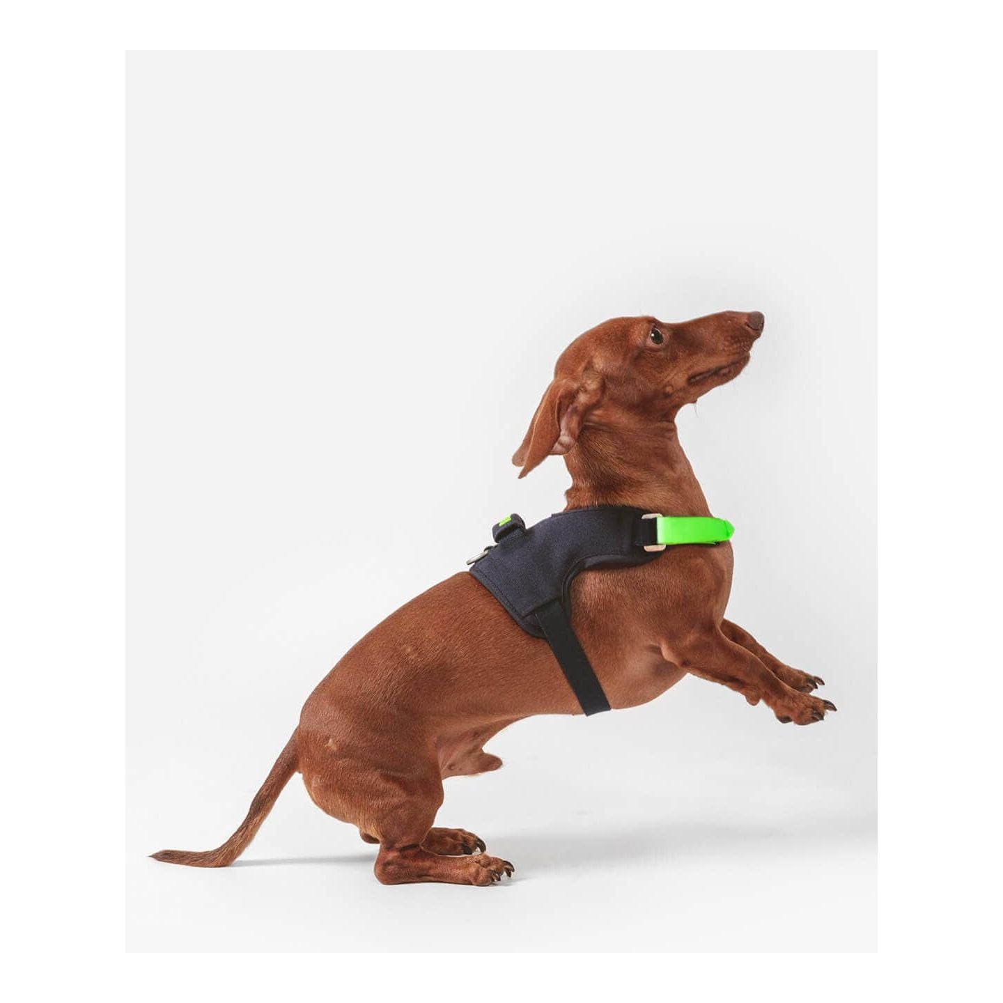 Qisu Hug Harness