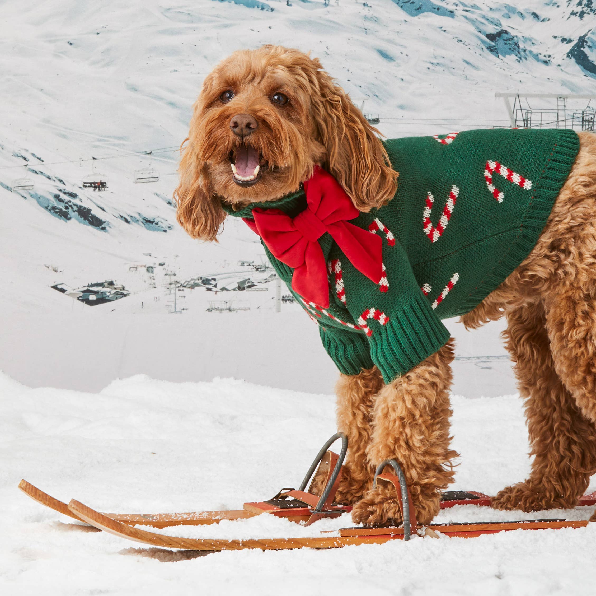 The Foggy Dog Candy Canes Holiday Dog Sweater