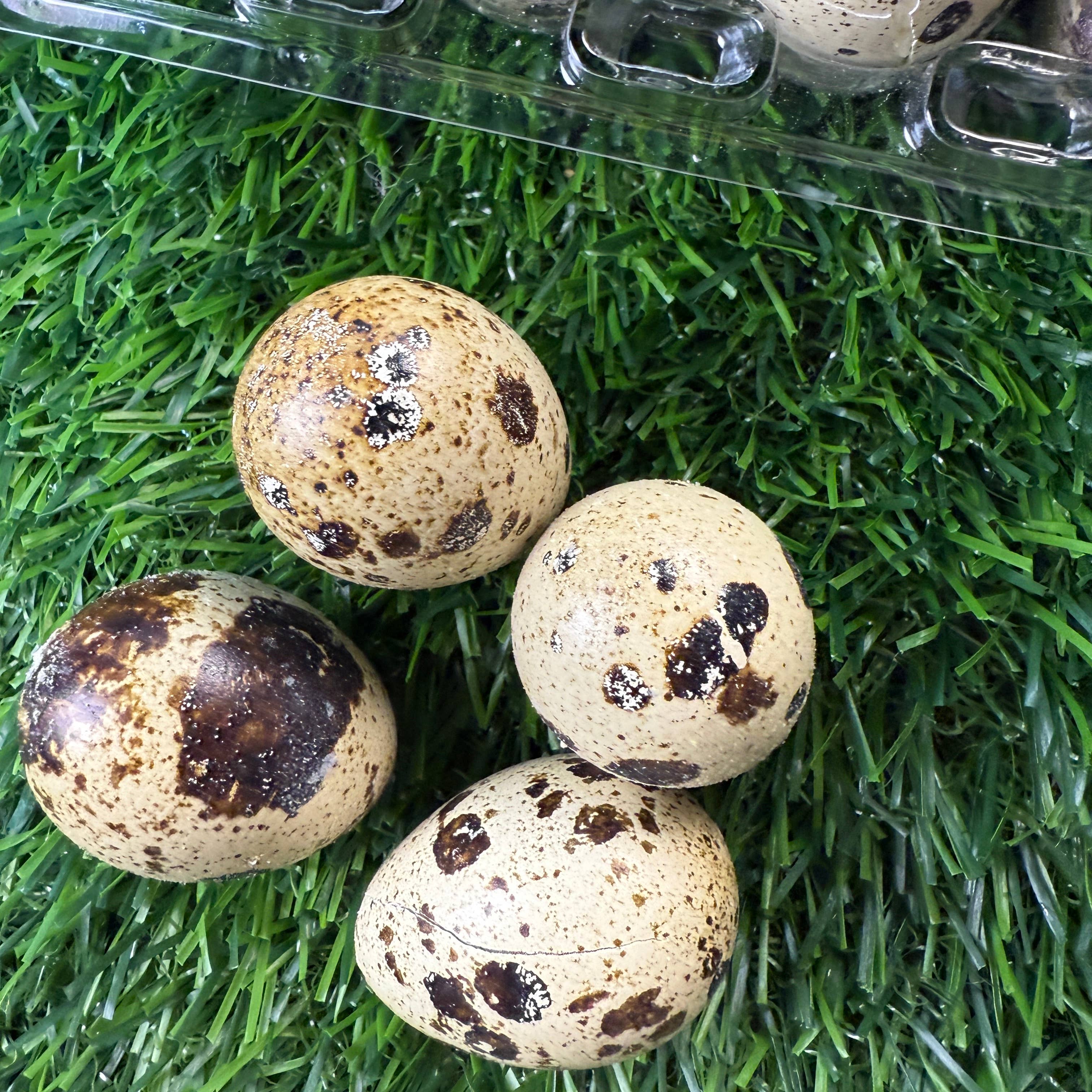 Golden Nibbles Quail Eggs - Dozen Freeze Dried - Dogs & Cat