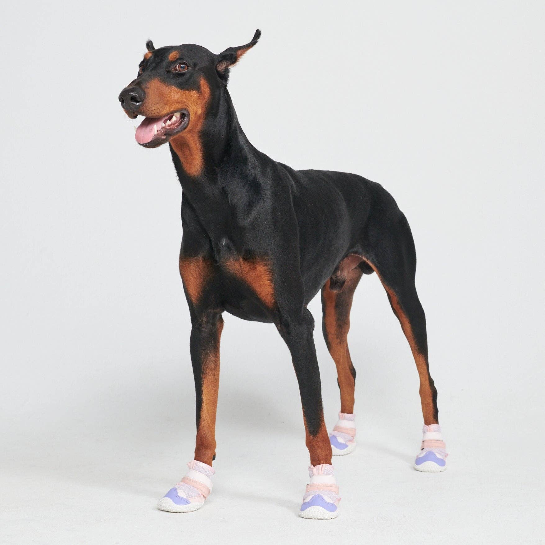 Spark Paws Pavement Pawtector Pink/Purple