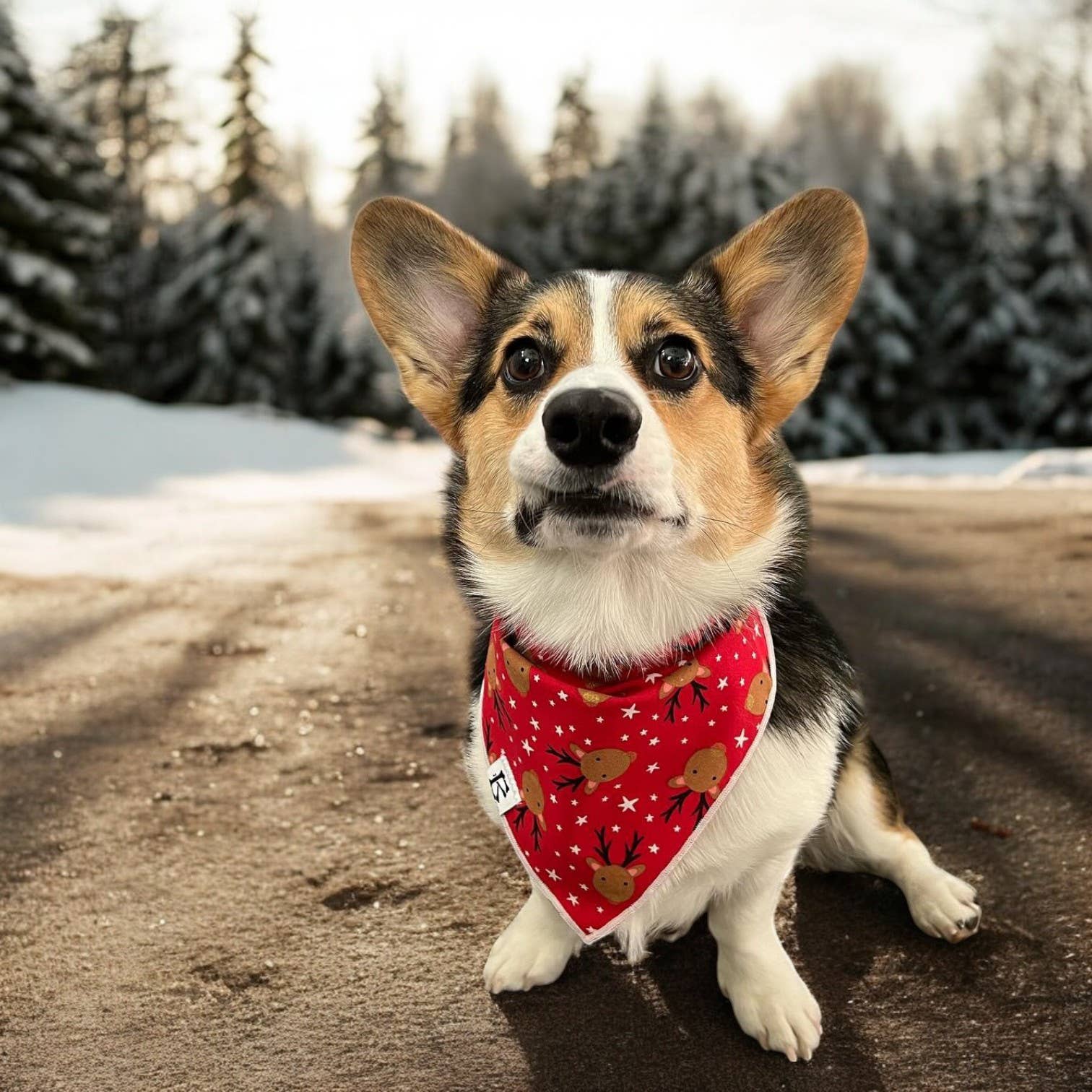 "Blitzen" Red Reindeer Christmas Dog Bandana