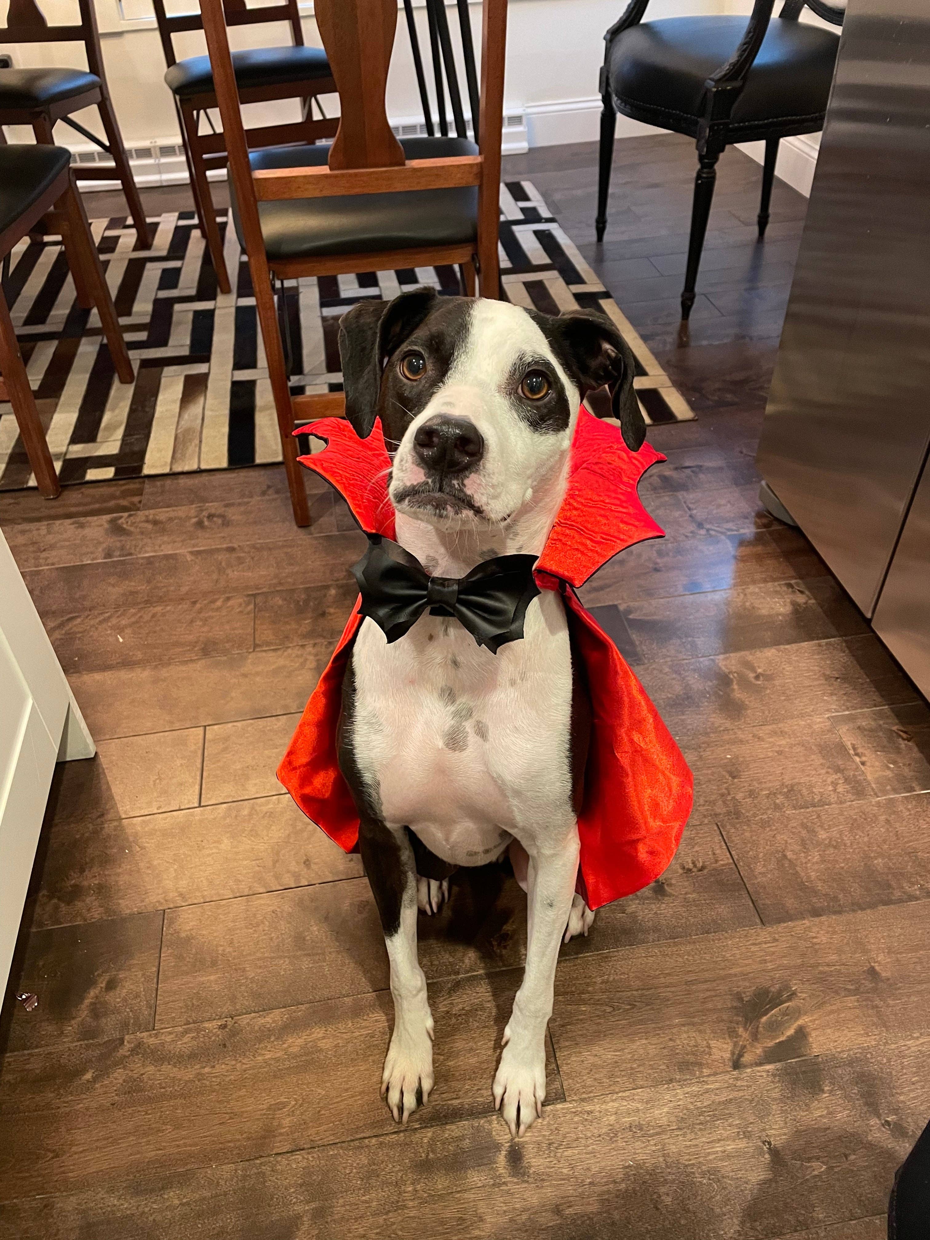 Doggish Bat Halloween Bow Tie