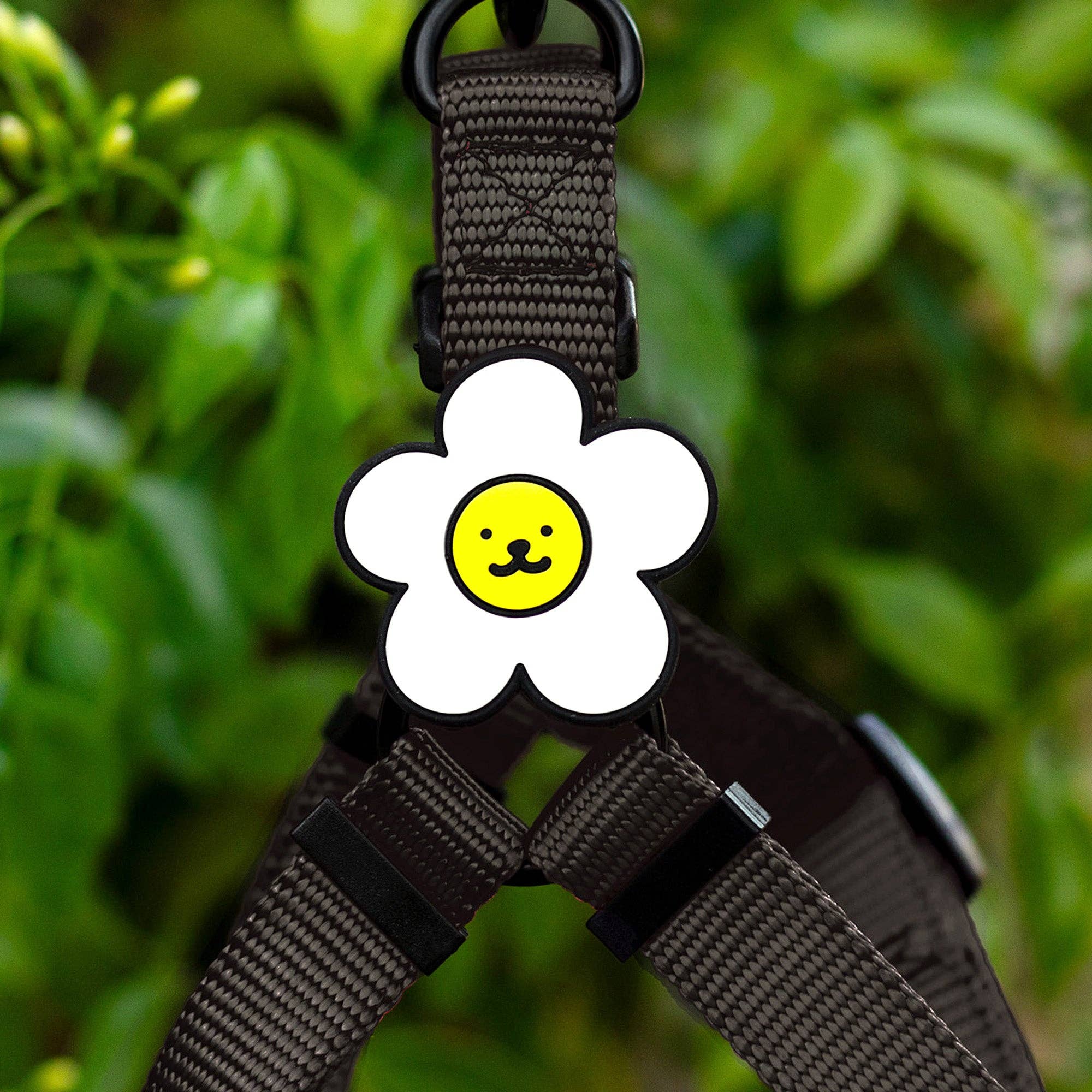 Jiby Daisy