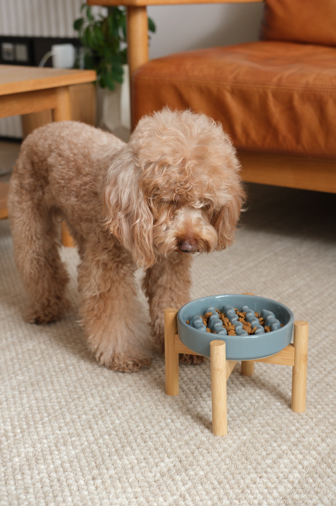 Pehom Macaroni Slow Feeder Dog Bowls - Purple