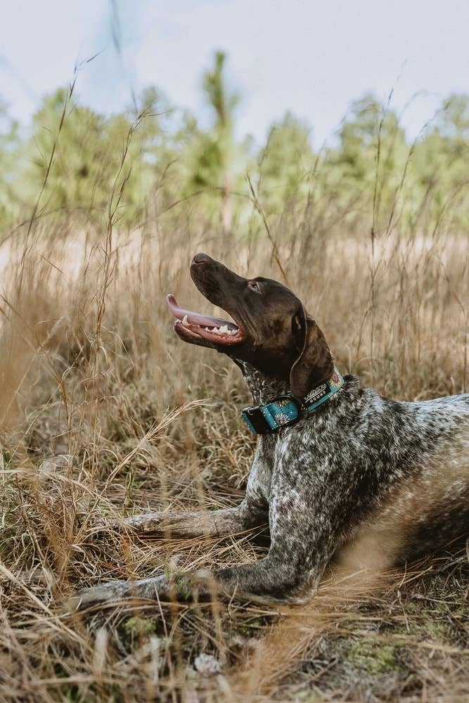 Outback Hound Bees Knees Teal Dog Collar