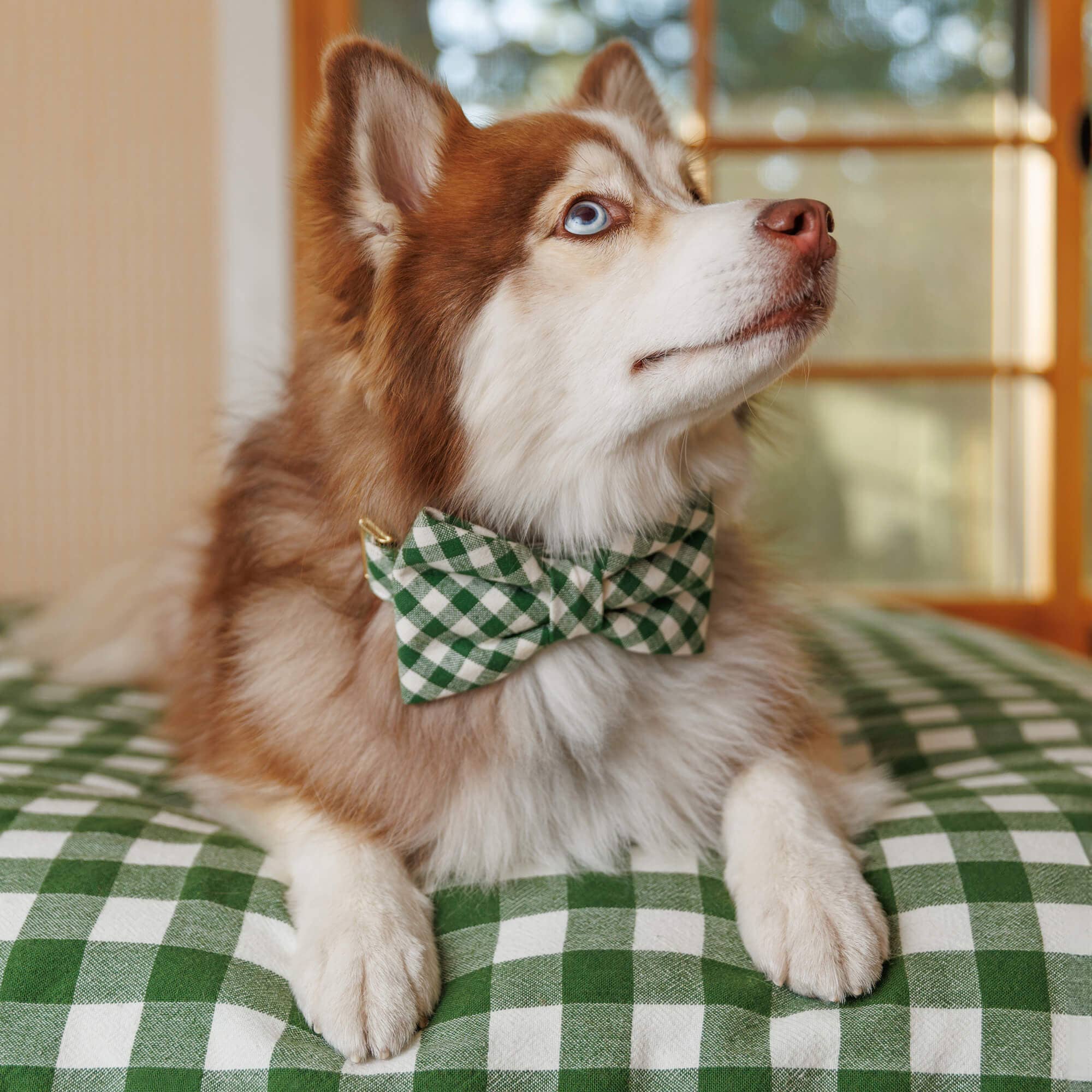 The Foggy Dog Gingham Hunter Green Dog Bow Tie