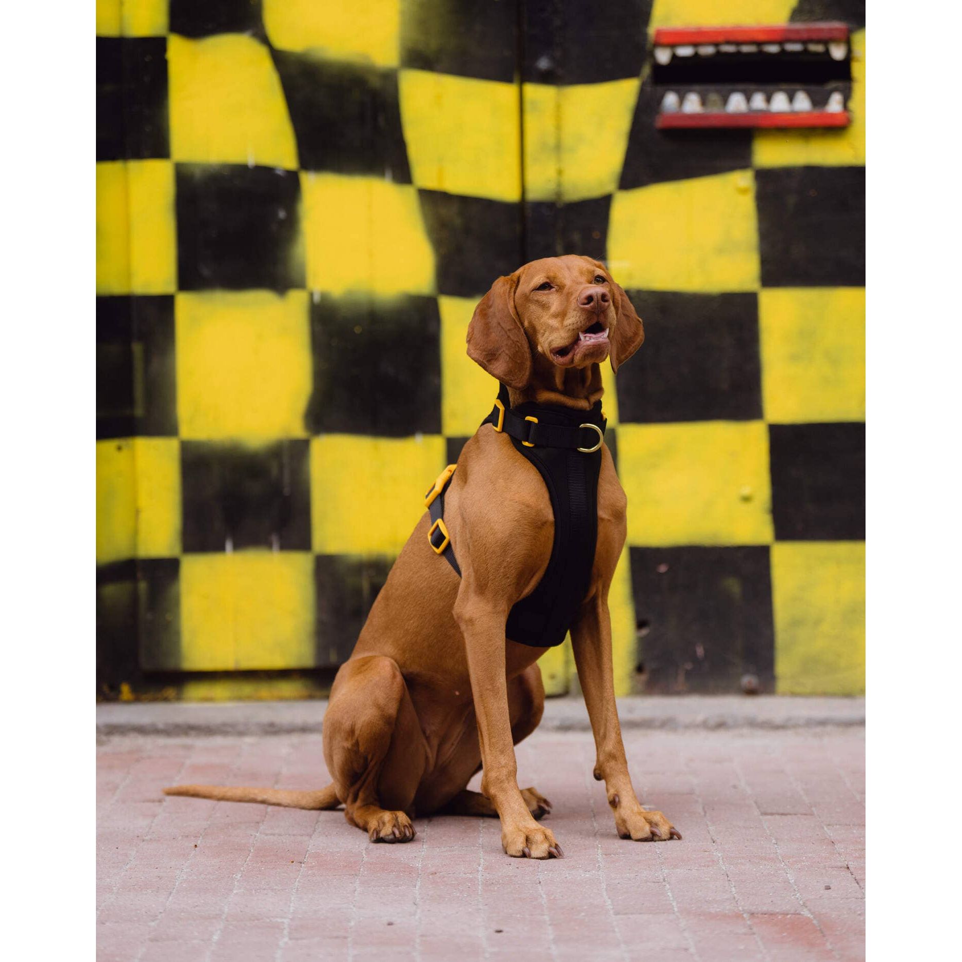 Gula Dog Harness - Black & Yellow