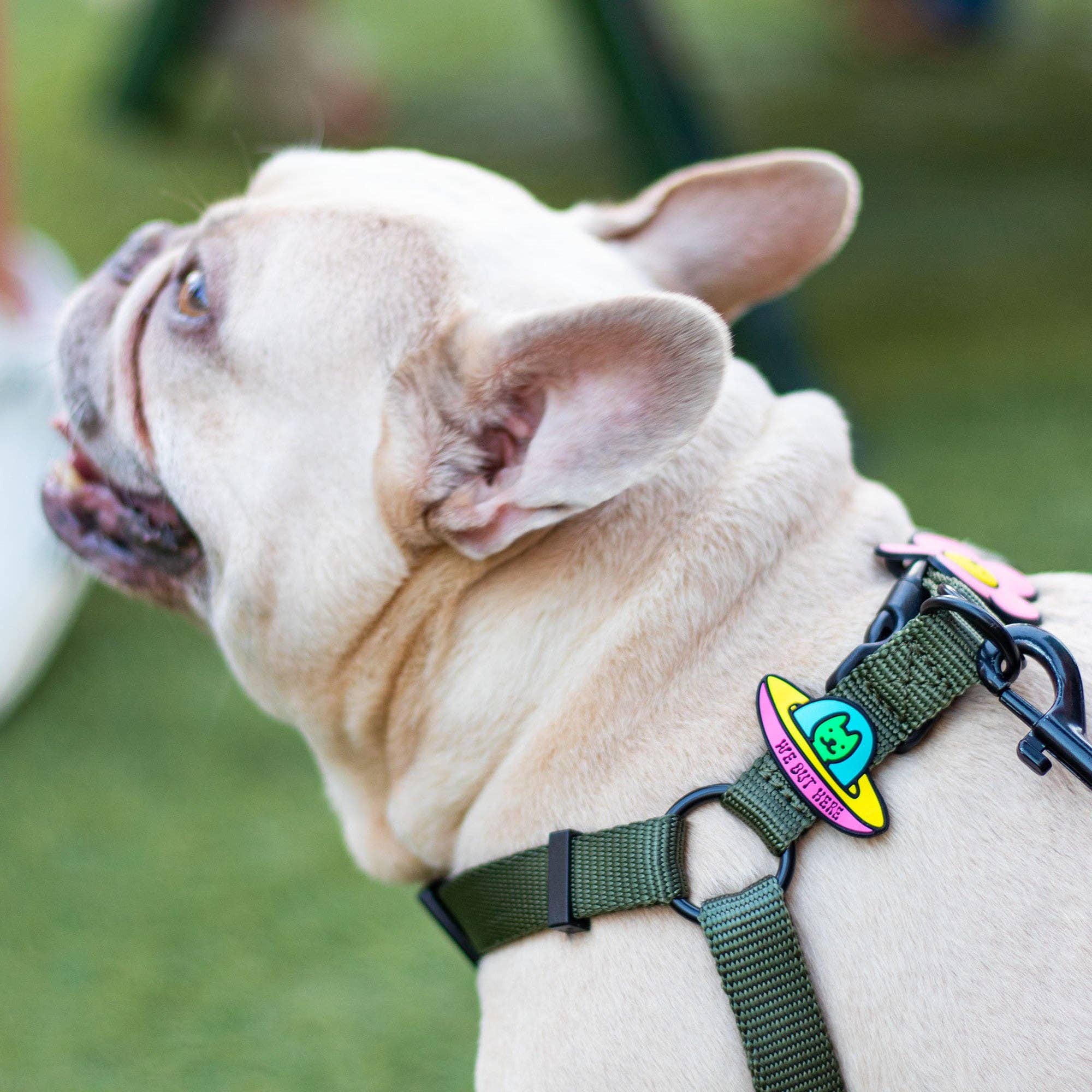 UFO Dog Jiby