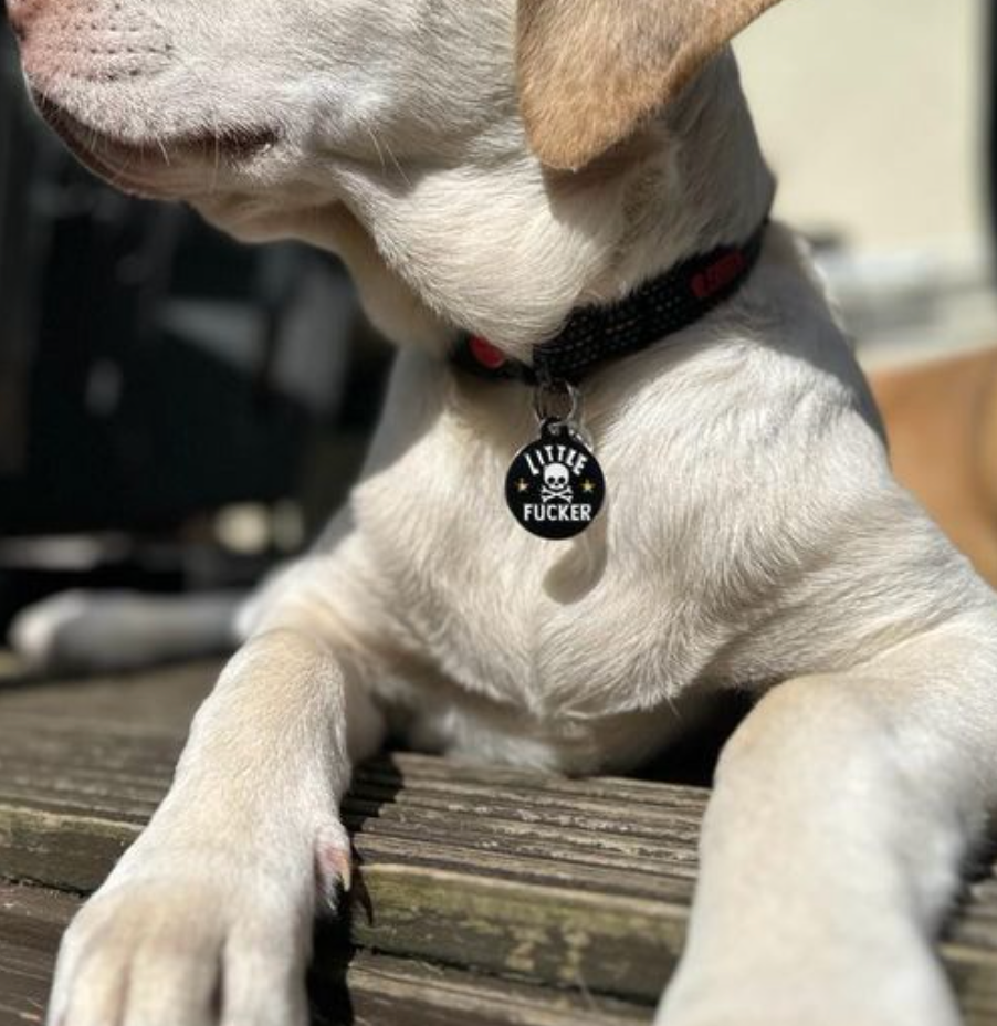 Bad Tags Little Fucker