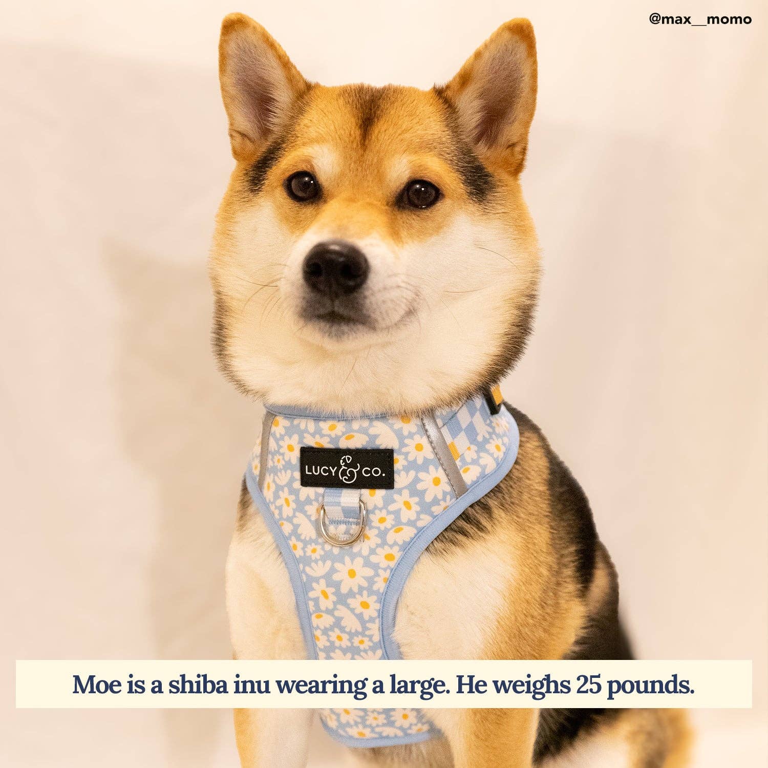 Lucy & Co Simply Splendid No-Pull Harness