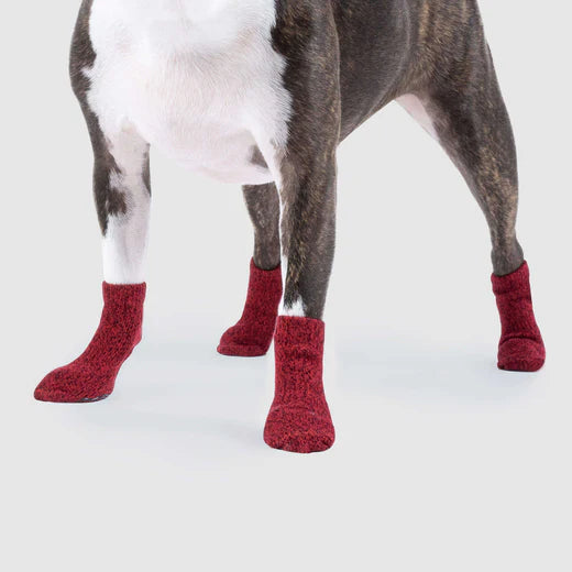 Canada Pooch Basic Socks Red