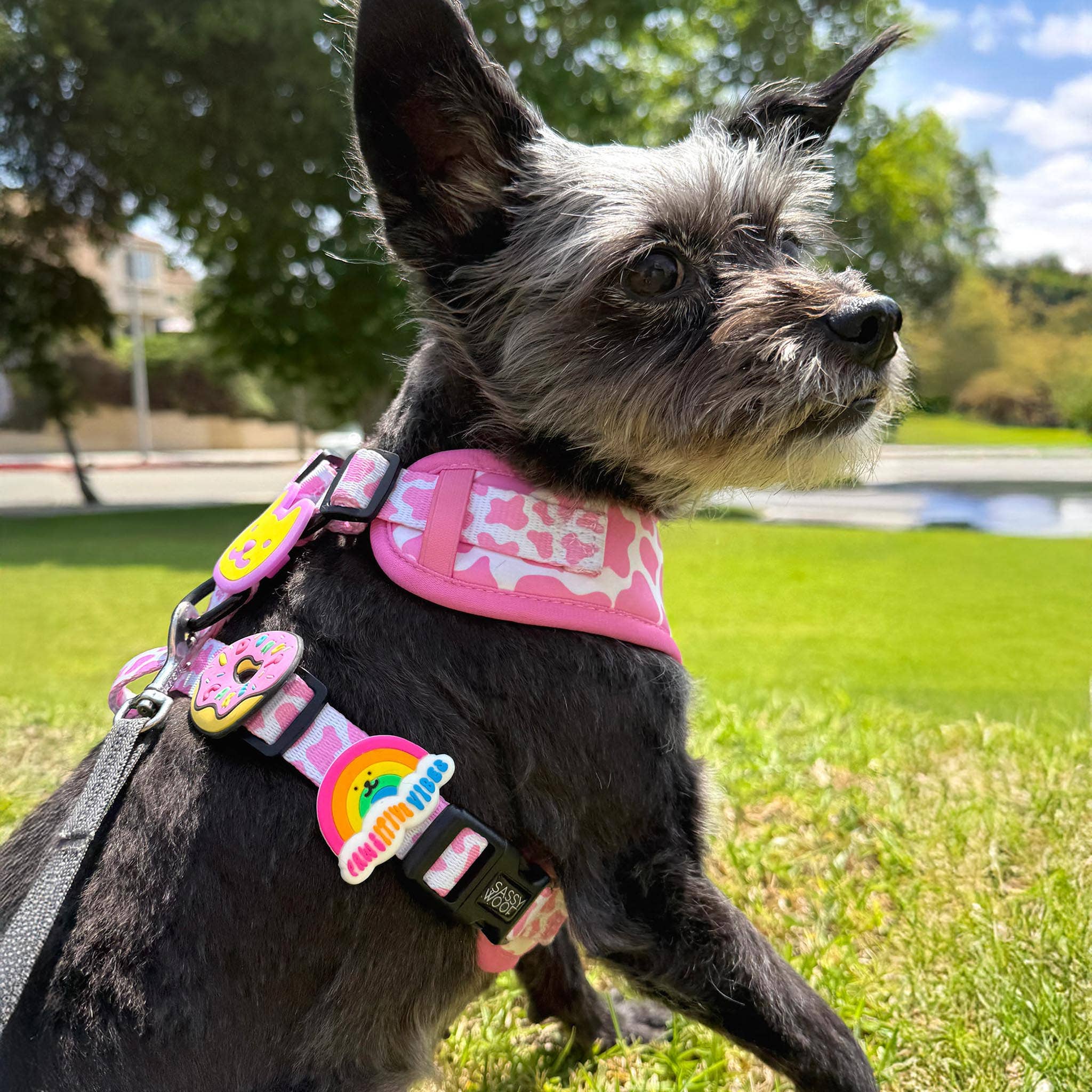 Rainbow Dog Jiby